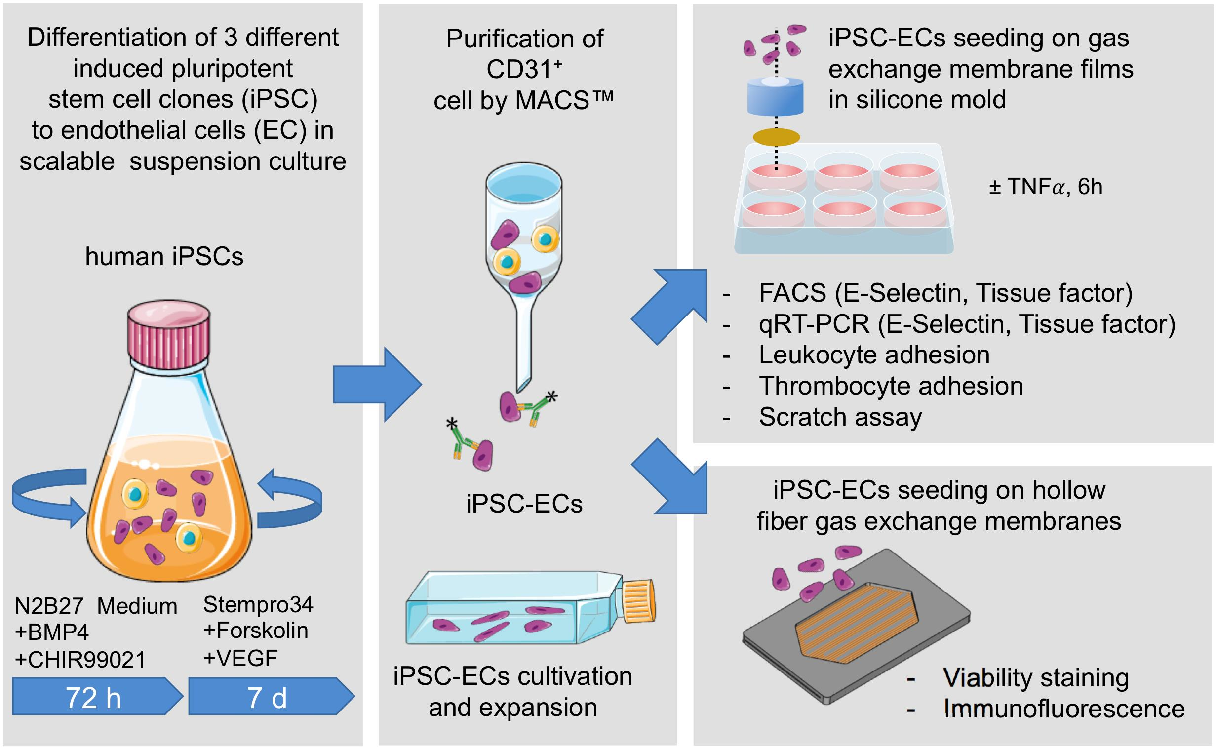 Micromachines | Free Full-Text | Towards Biohybrid Lung: Induced  Pluripotent Stem Cell Derived Endothelial Cells As Clinically Relevant Cell  Source For Biologization | Html