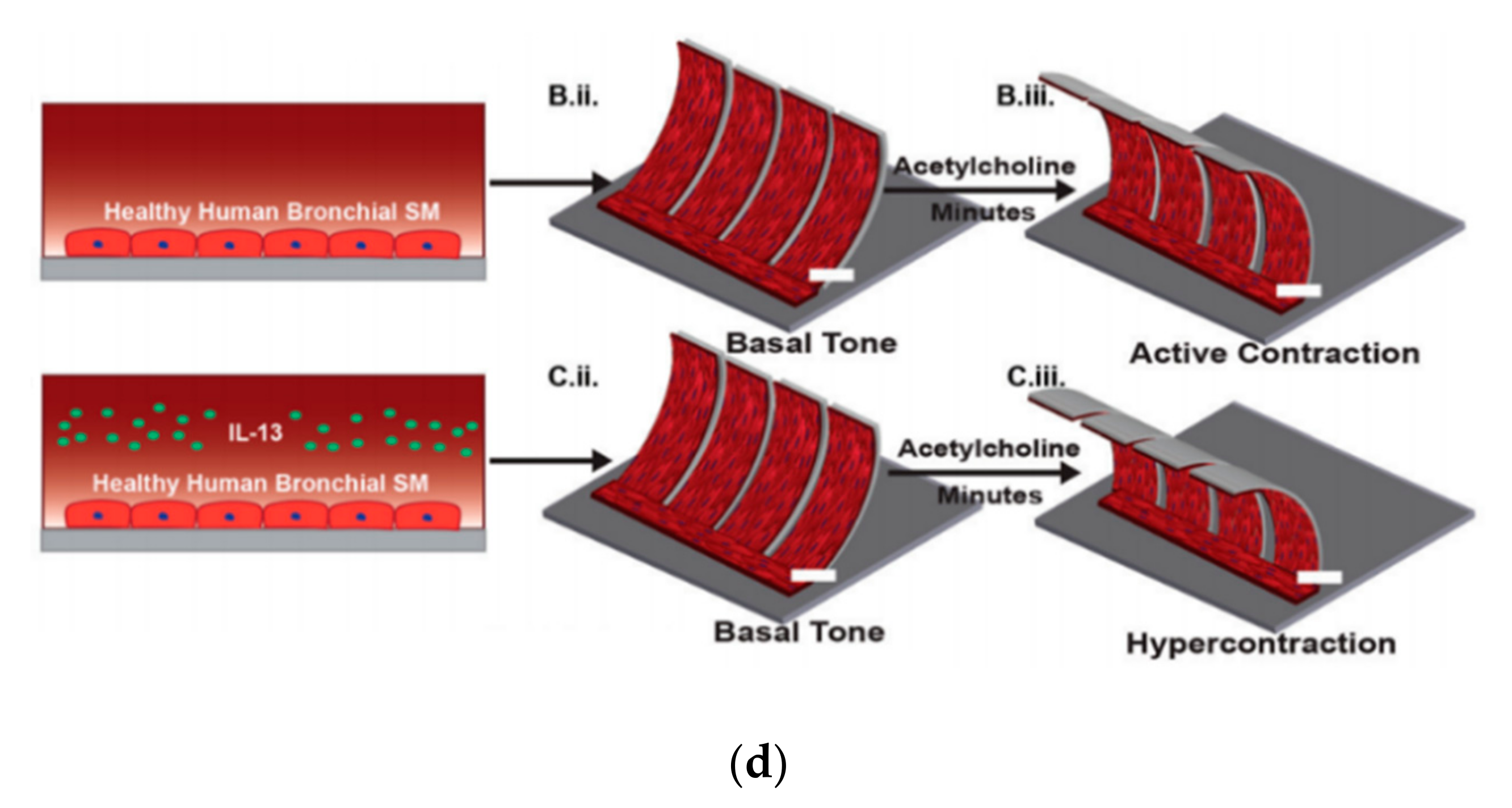 Micromachines Free Full Text Physiological And Disease Models Of Respiratory System Based On Organ On A Chip Technology Html