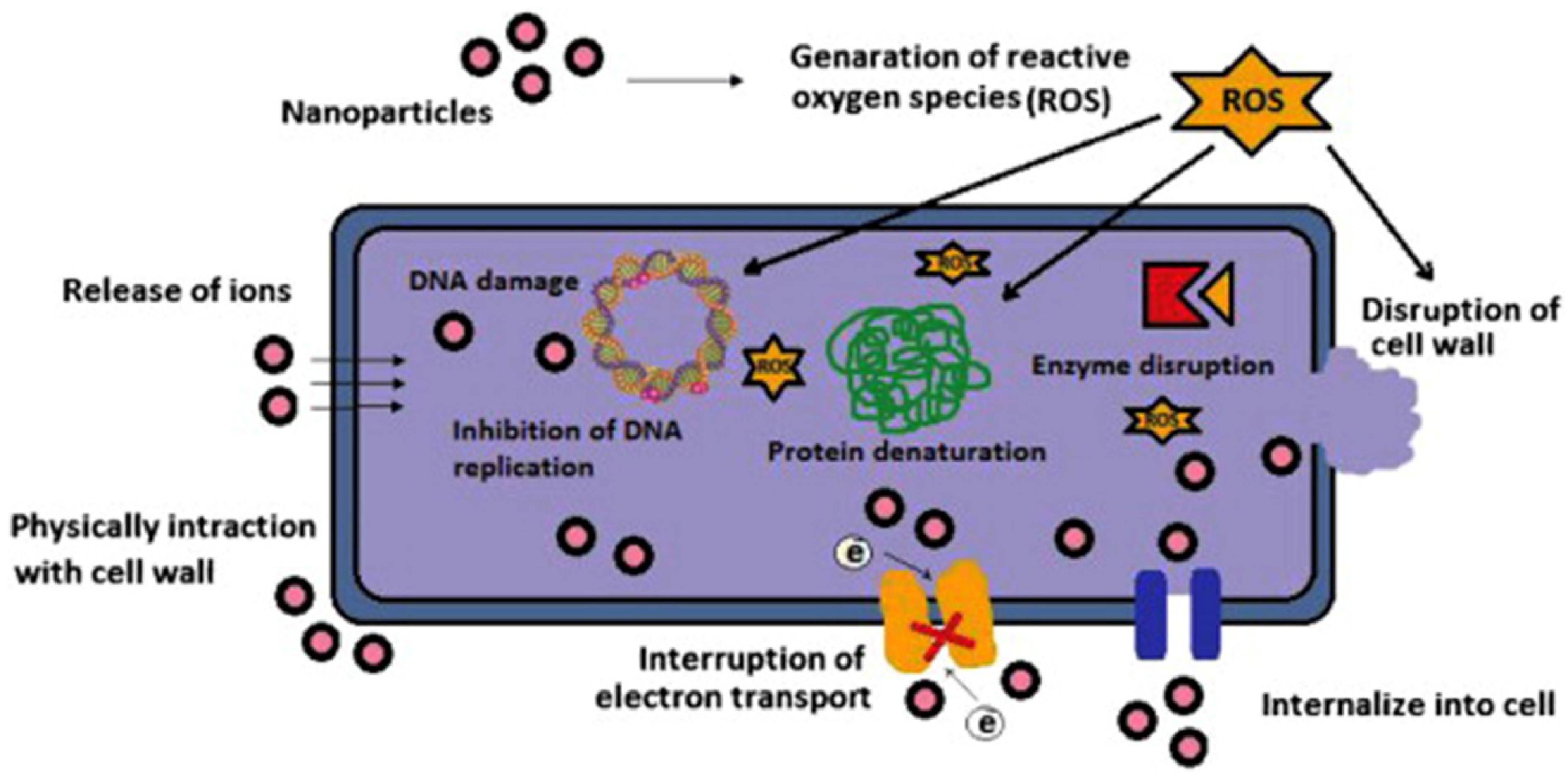 Antimicrobial activity. Metal Nanoparticles. Metal Nanoparticles properties. Reactive Oxygen species. Structures of Metal Nanoparticles..