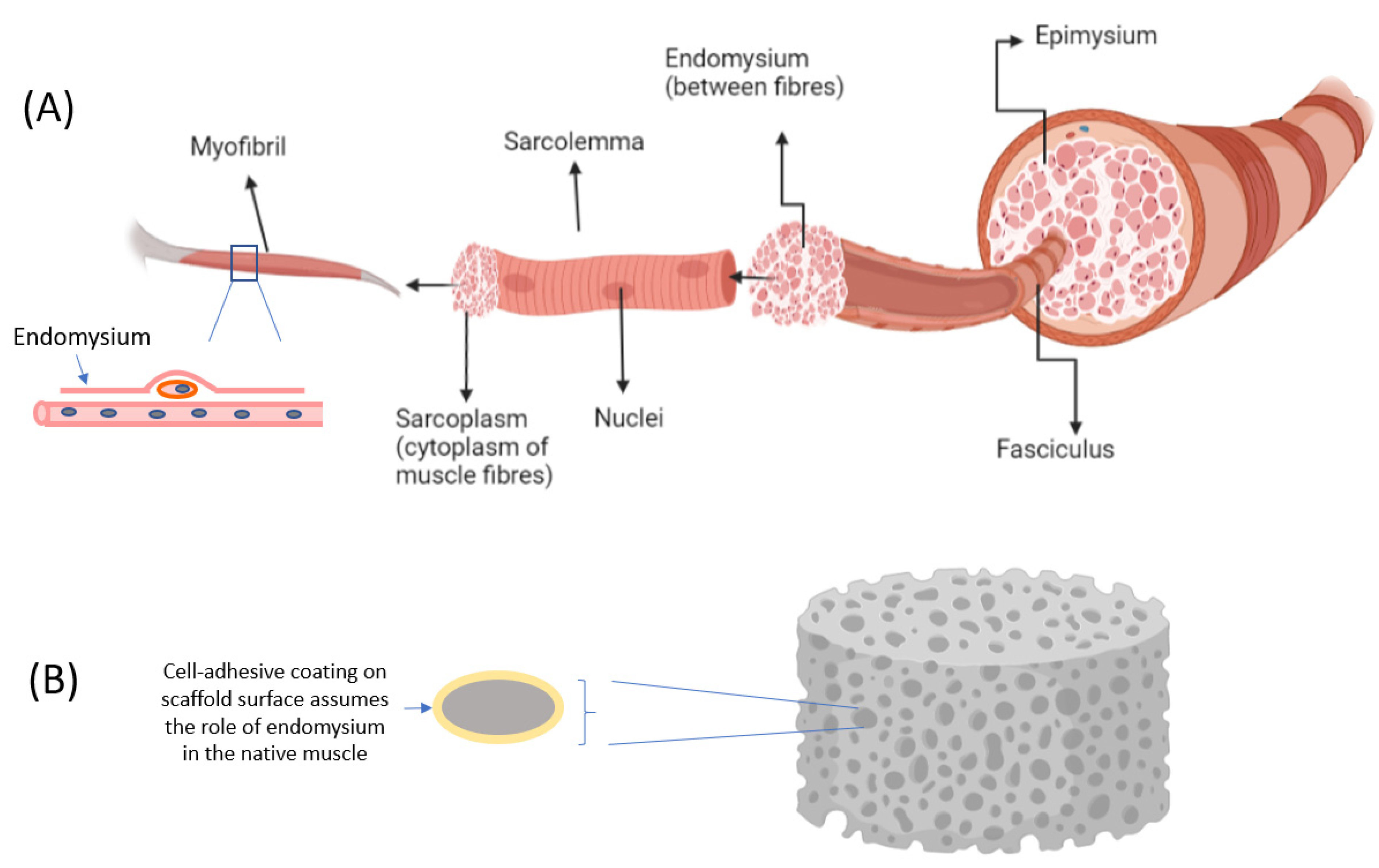 Micromachines | Free Full-Text | Systems for Muscle Cell Differentiation:  From Bioengineering to Future Food | HTML