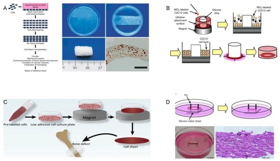 Macroscale Adipose Tissue from Cellular Aggregates: A Simplified Method of  Mass Producing Cell-Cultured Fat for Food Applications