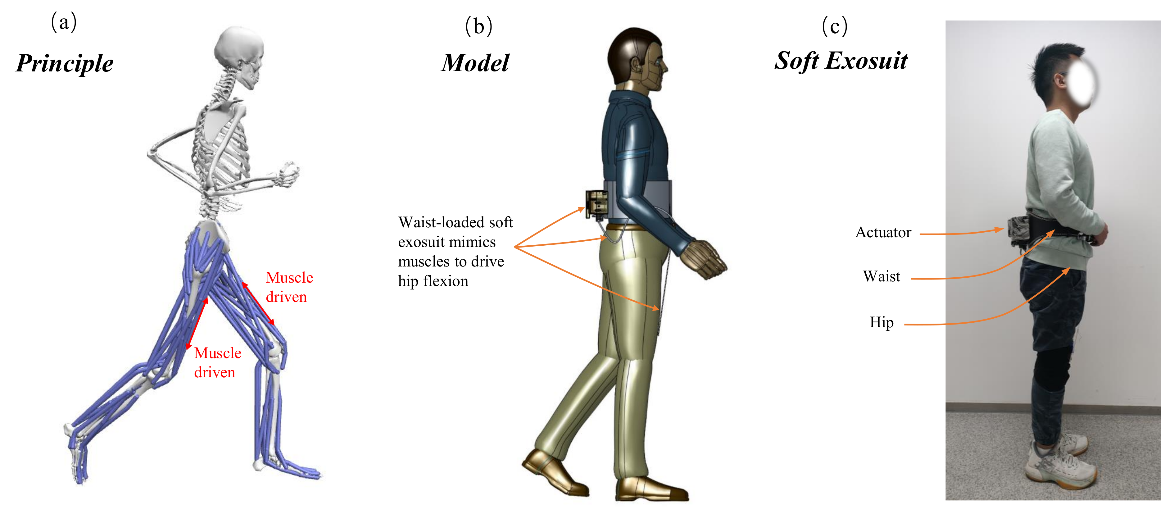 Micromachines | Free Full-Text | A Portable Waist-Loaded Soft Exosuit for  Hip Flexion Assistance with Running