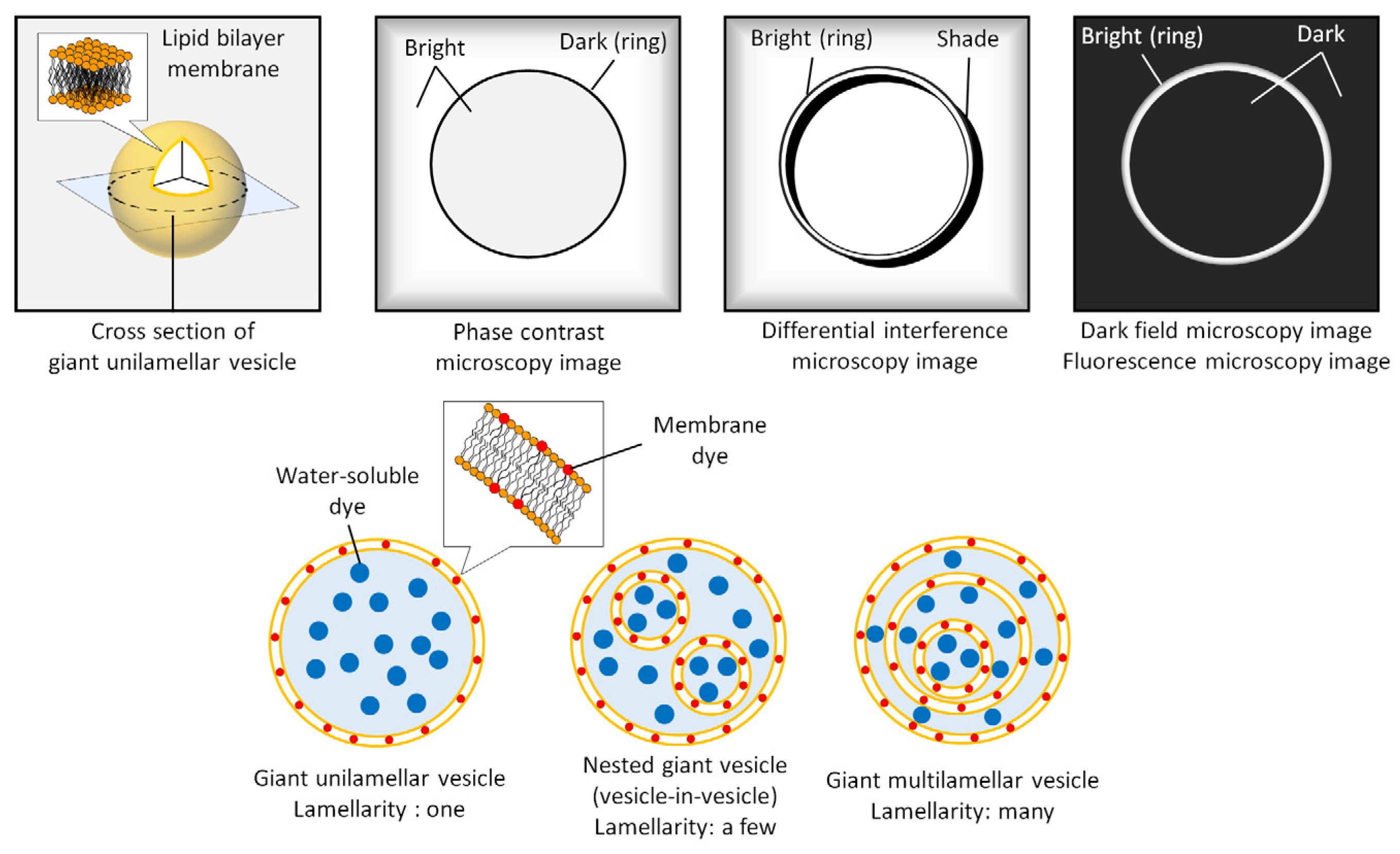 Micromachines | Free Full-Text | Identifying and Manipulating Giant  Vesicles: Review of Recent Approaches