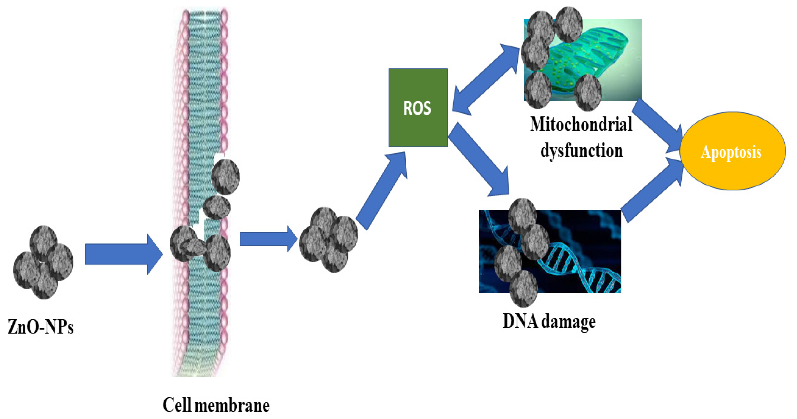Micromachines 13 00668 g004