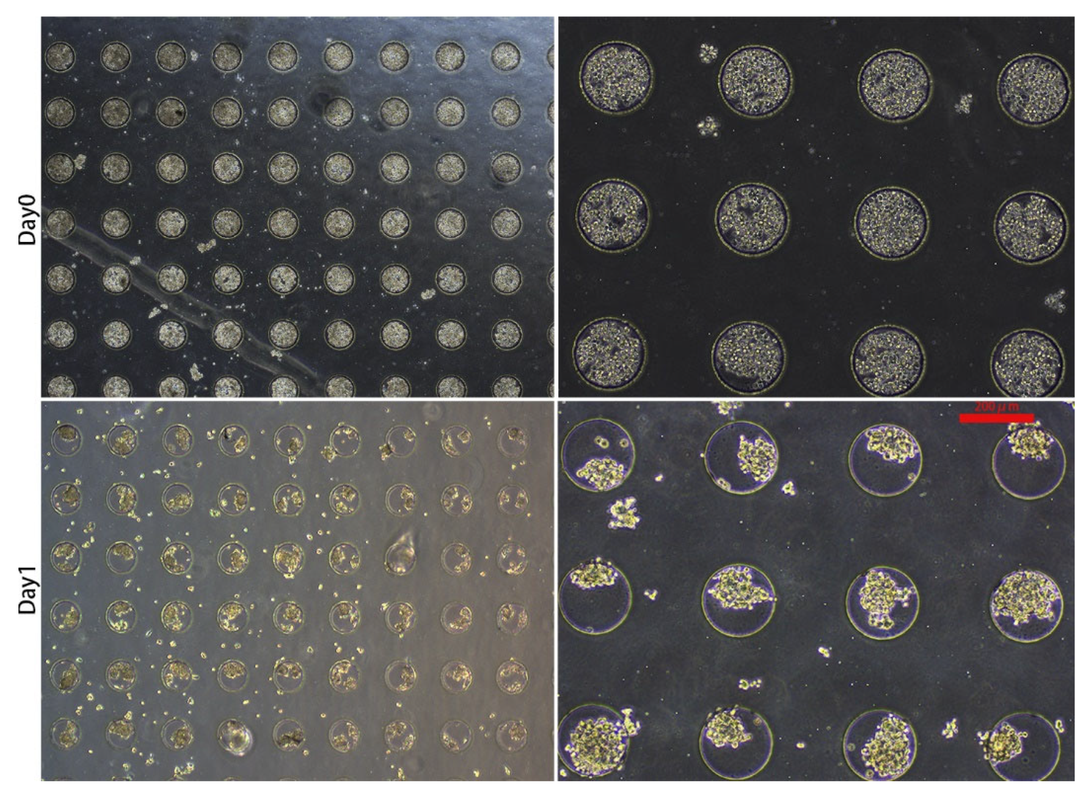 Micromachines 13 01645 g003