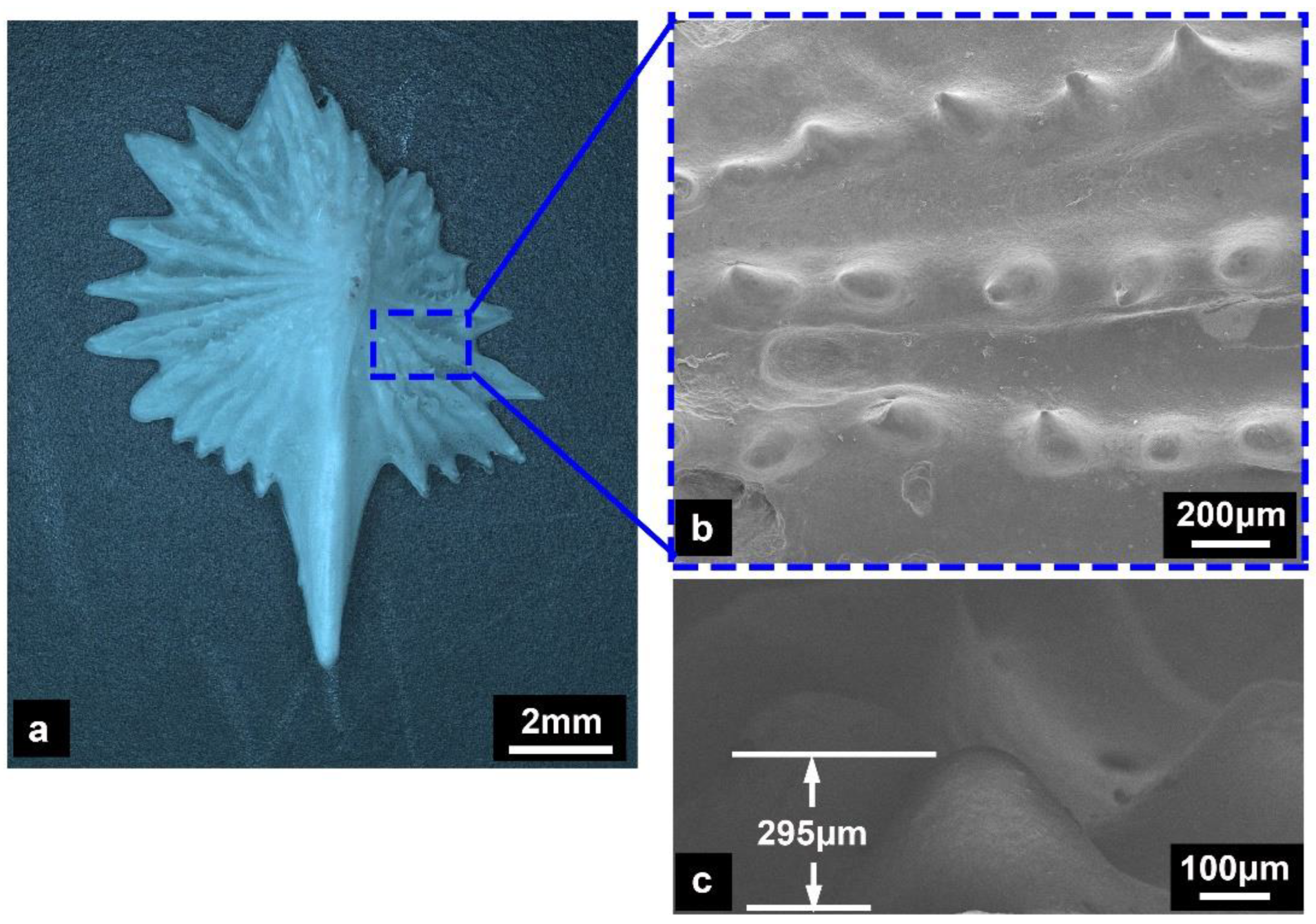 Structural and mechanical properties of fish scales for the bio