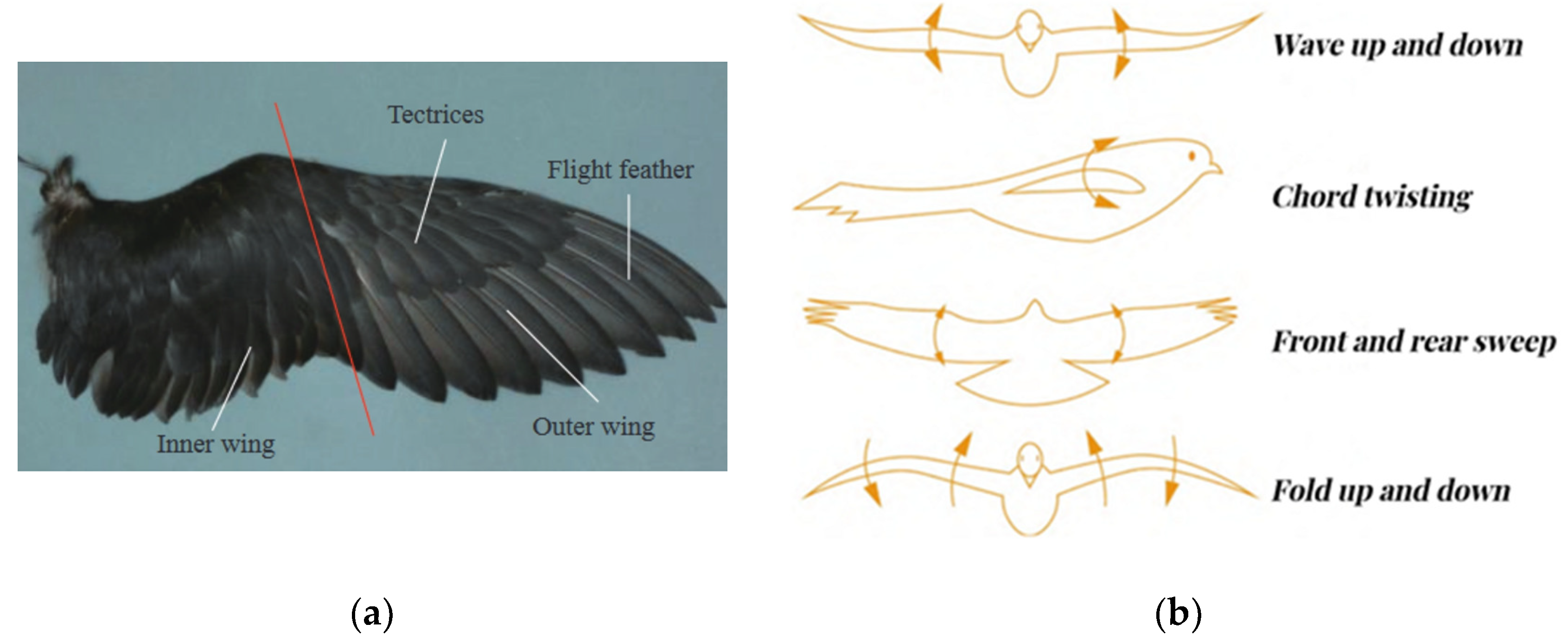 bird wing anatomy feathers