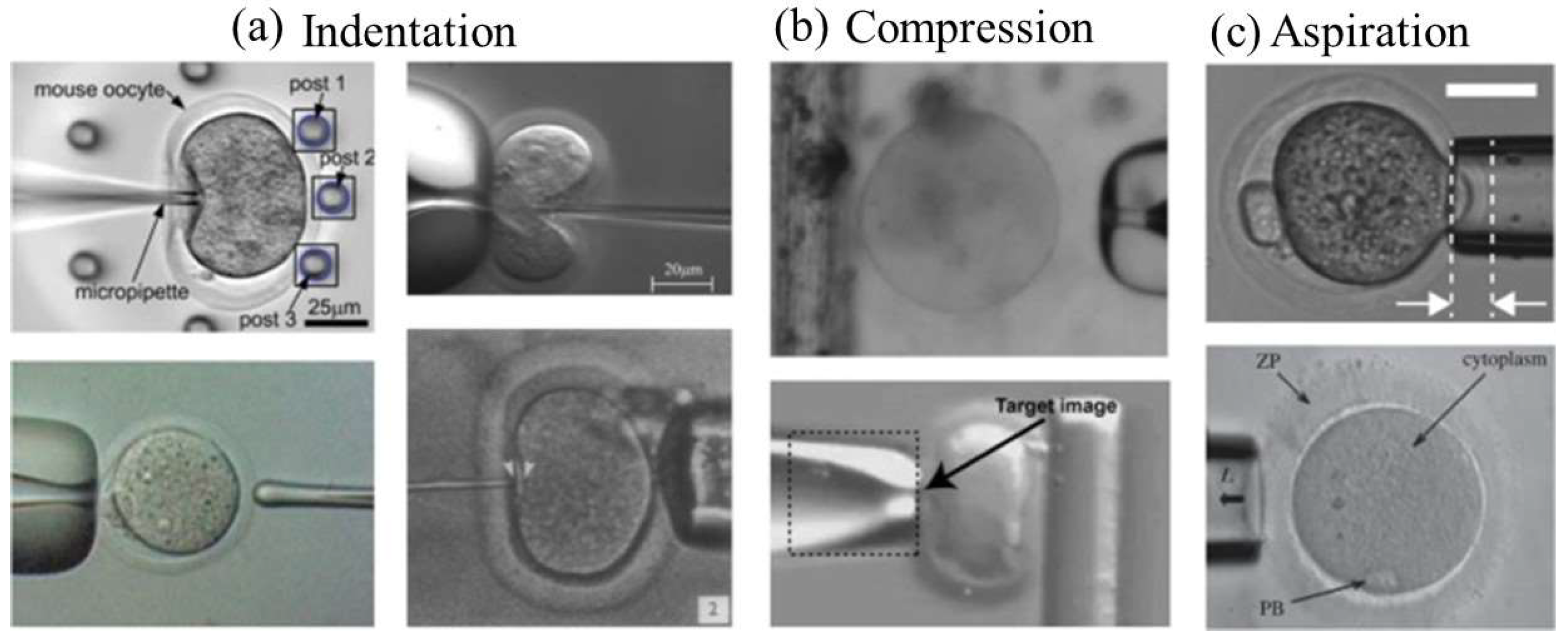 Micromachines 15 00510 g005