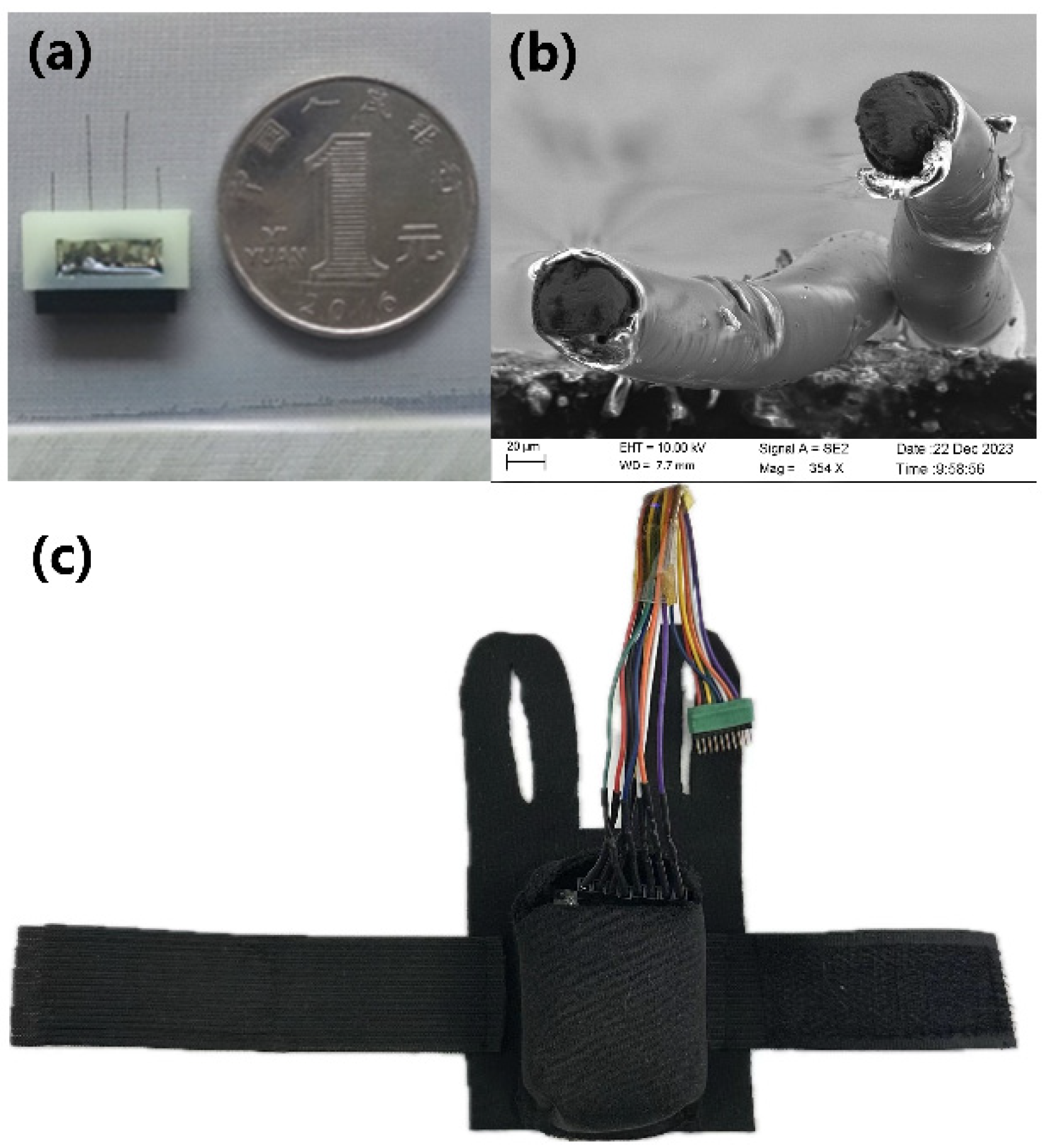 Micromachines | Free Full-Text | Motor Behavior Regulation of Rat ...