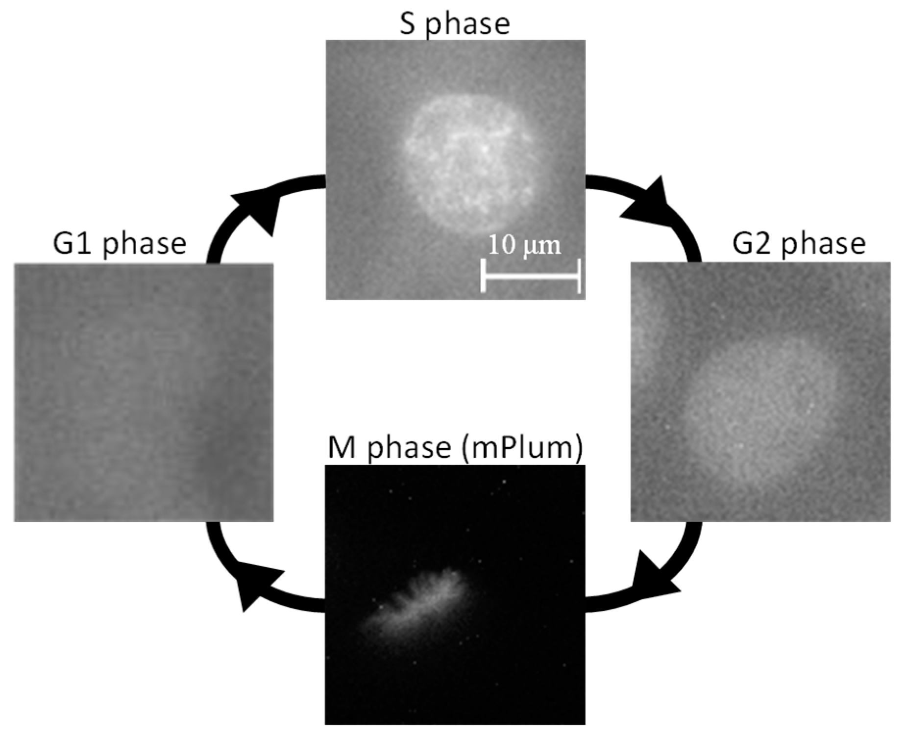 Micromachines 15 00646 g003