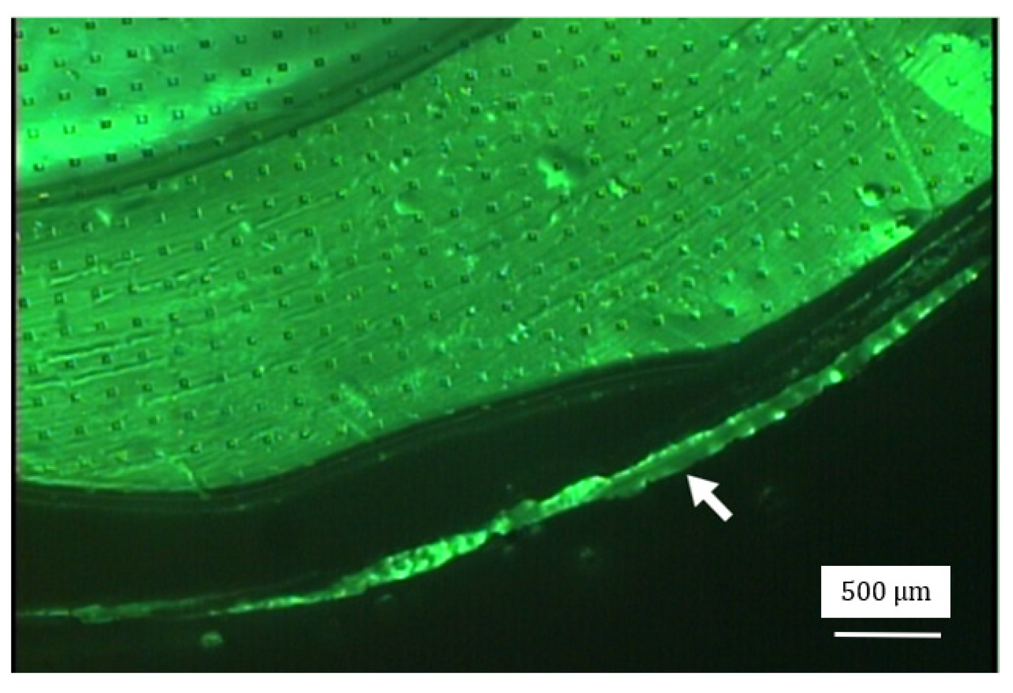 Micromachines 15 01118 g016