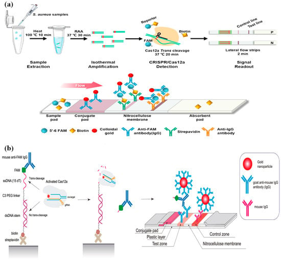 Recent Advances in CRISPR/Cas System-Based Biosensors for the Detection ...