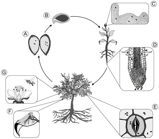Microorganisms | Free Full-Text | Transmission of Bacterial Endophytes