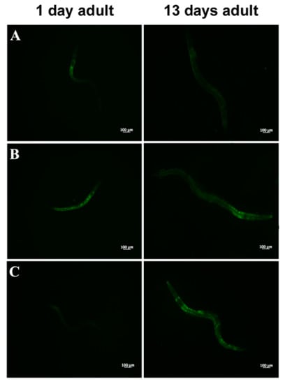 Microorganisms | Free Full-Text | The Foodborne Strain Lactobacillus  fermentum MBC2 Triggers pept-1-Dependent Pro-Longevity Effects in  Caenorhabditis elegans | HTML