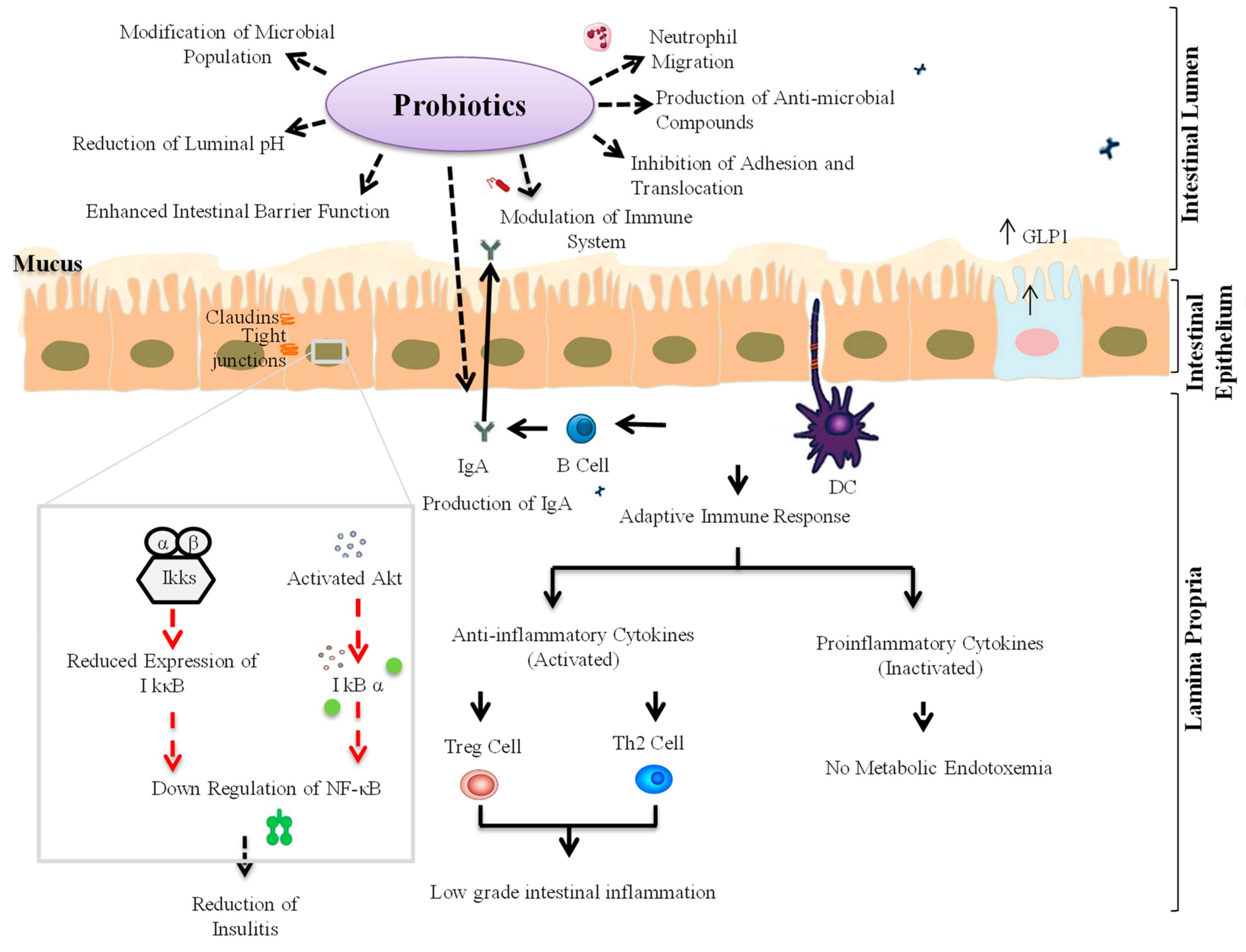 Microorganisms Free Full Text Probiotics And Prebiotics For The Amelioration Of Type 1 Diabetes Present And Future Perspectives