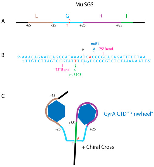 Microorganisms Free Full Text Supercoil Levels In E Coli And Salmonella Chromosomes Are Regulated By The C Terminal 35 38 Amino Acids Of Gyra Html