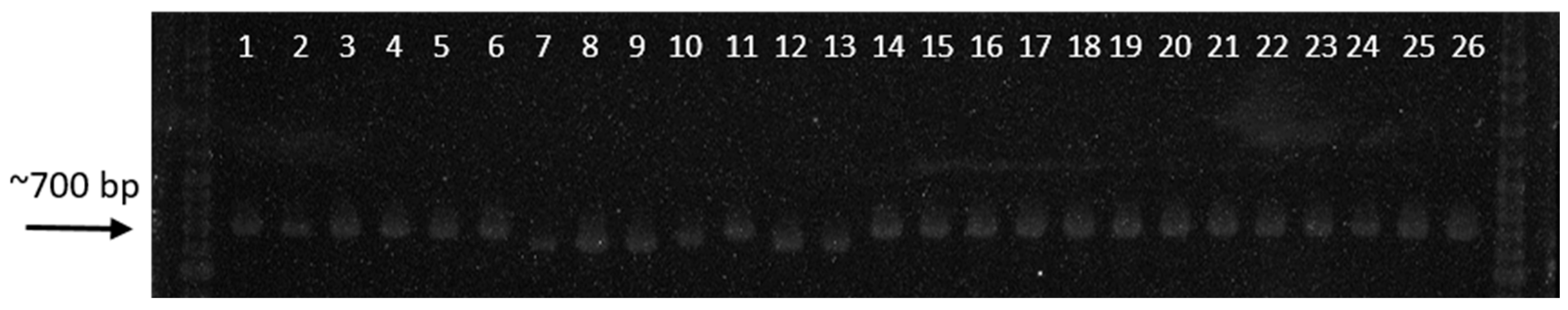 Microorganisms 07 00088 g007