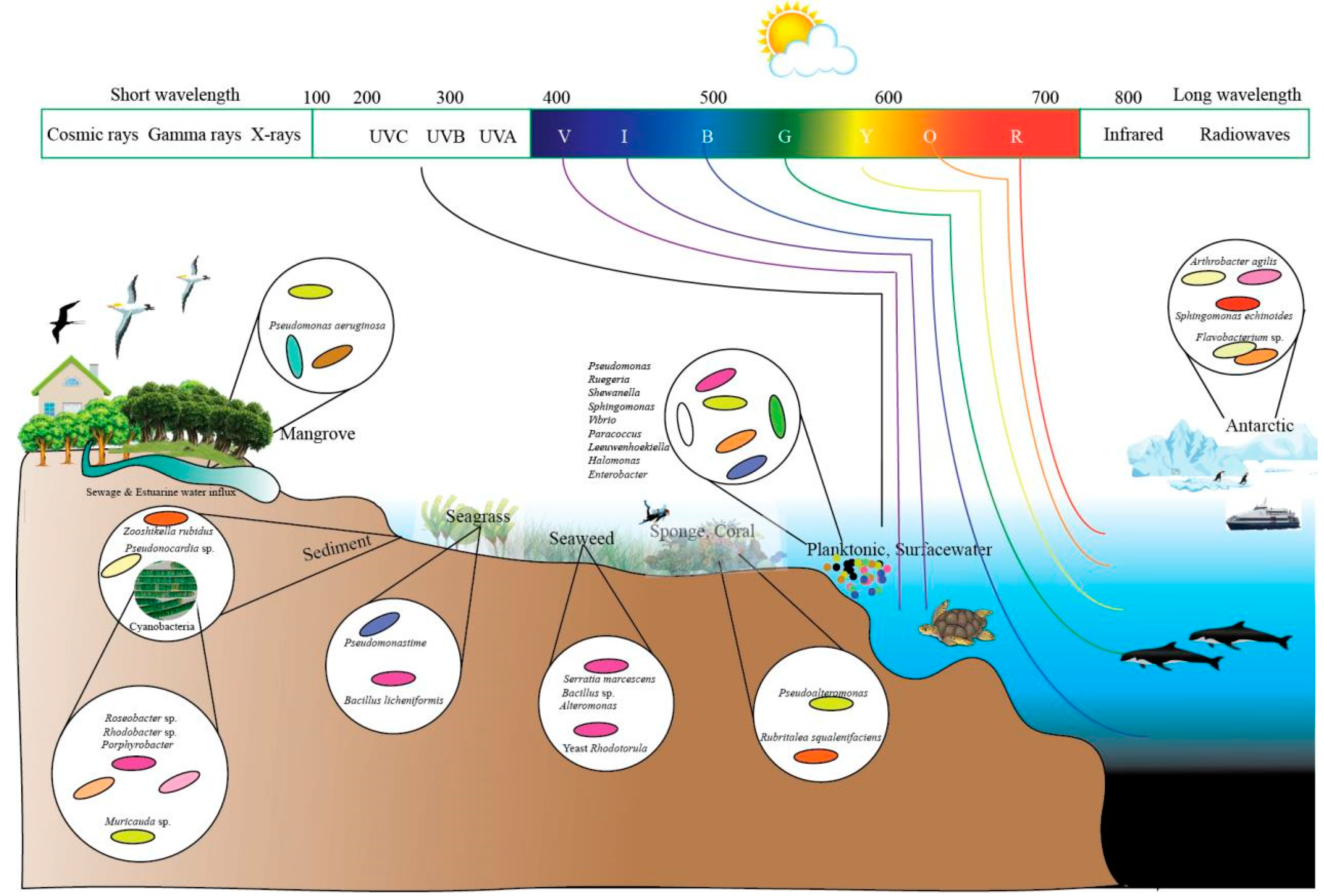 Microorganisms | Free Full-Text | Multifaceted Applications Of ...