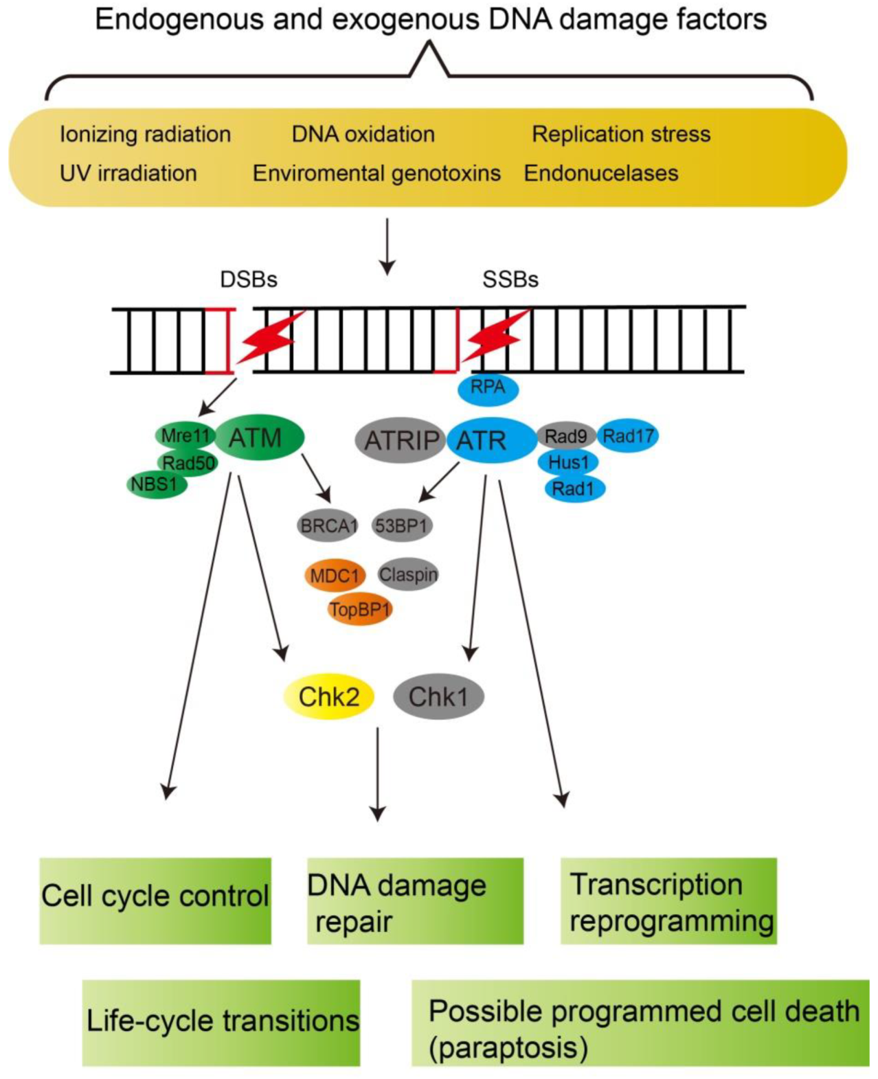 Microorganisms Free Full Text Dna Damage Response - 