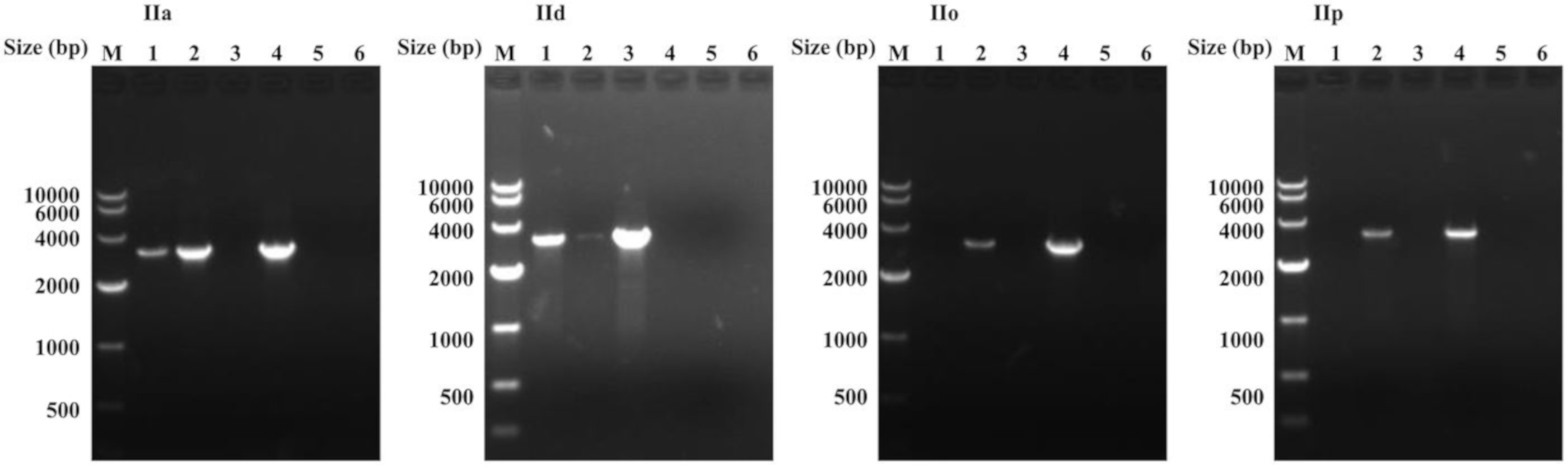 Microorganisms 07 00366 g002 Microorganisms 07 00366 g002