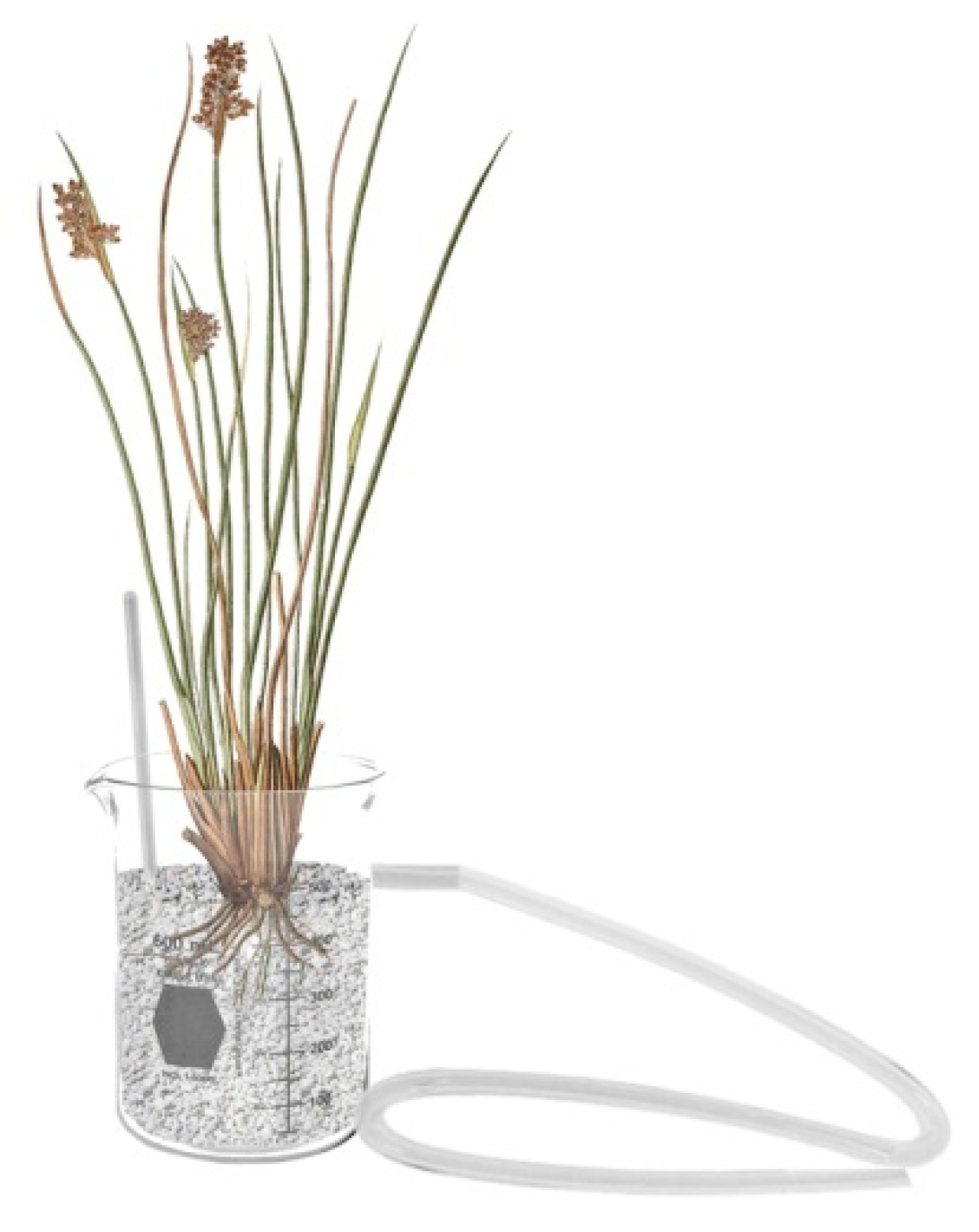 Microorganisms 07 00384 g001