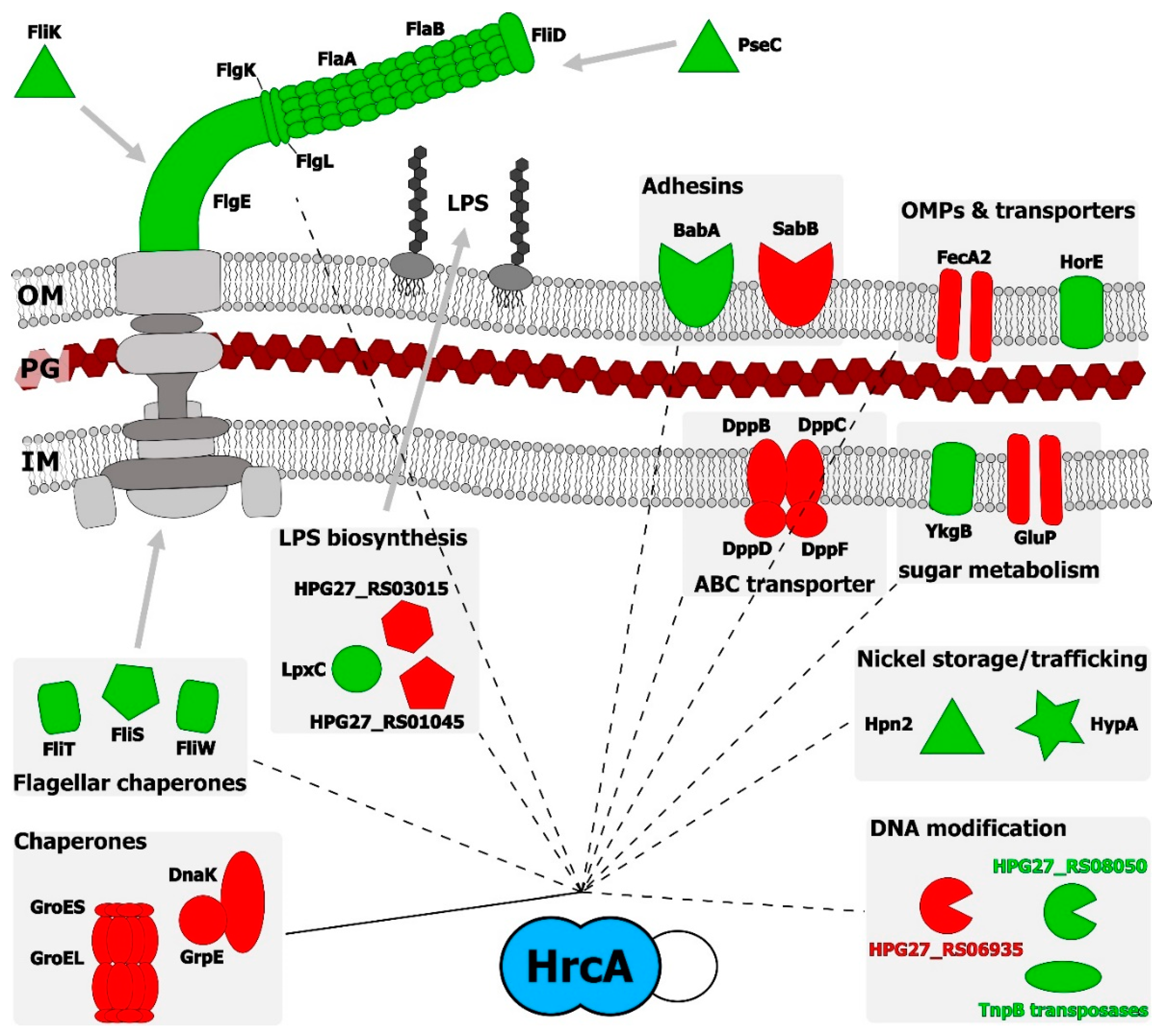 Microorganisms 07 00436 g004