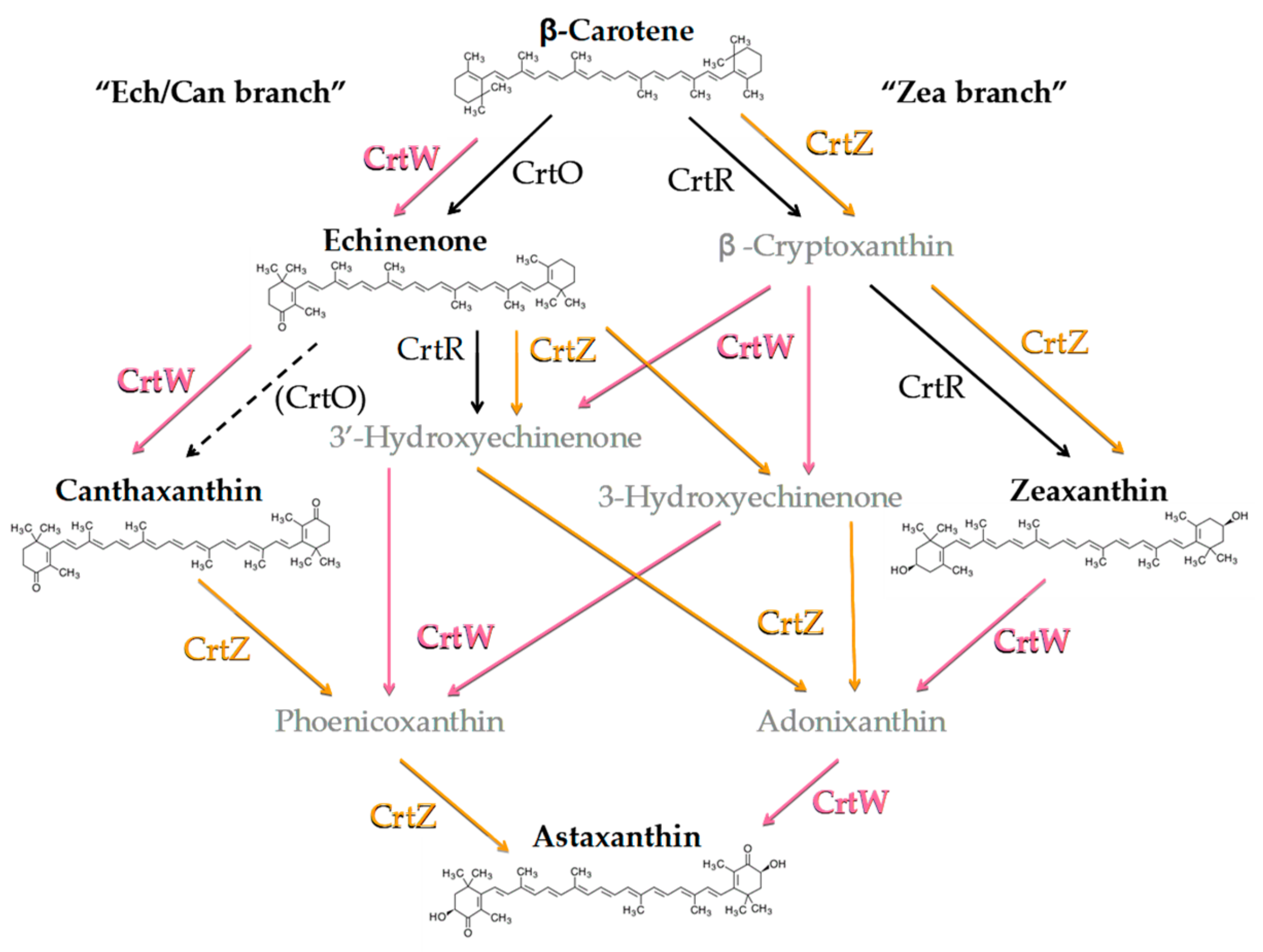 Microorganisms 07 00501 g002