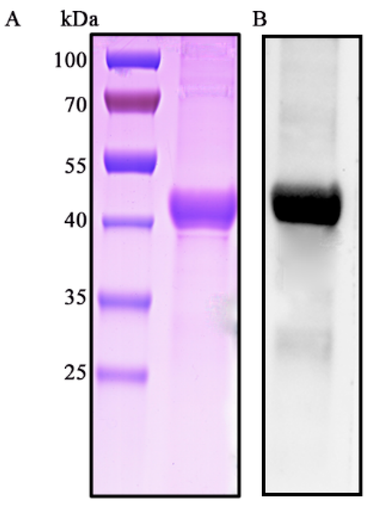 Microorganisms 07 00522 g001