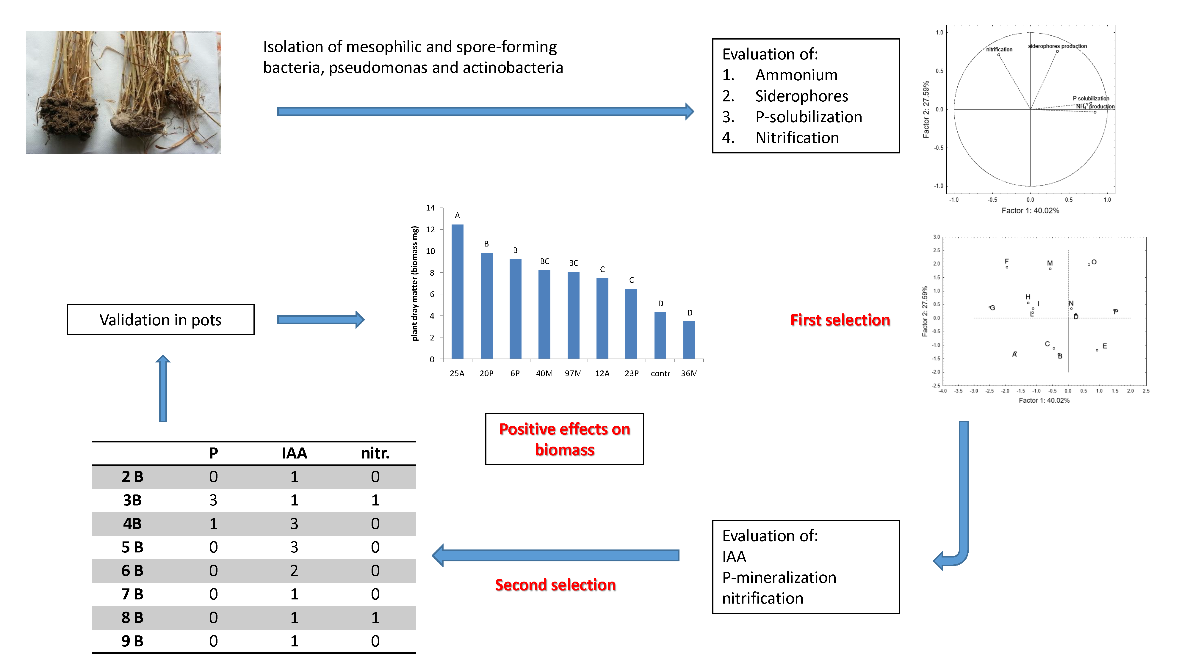 Microorganisms | Free Full-Text | Isolation, Screening, and