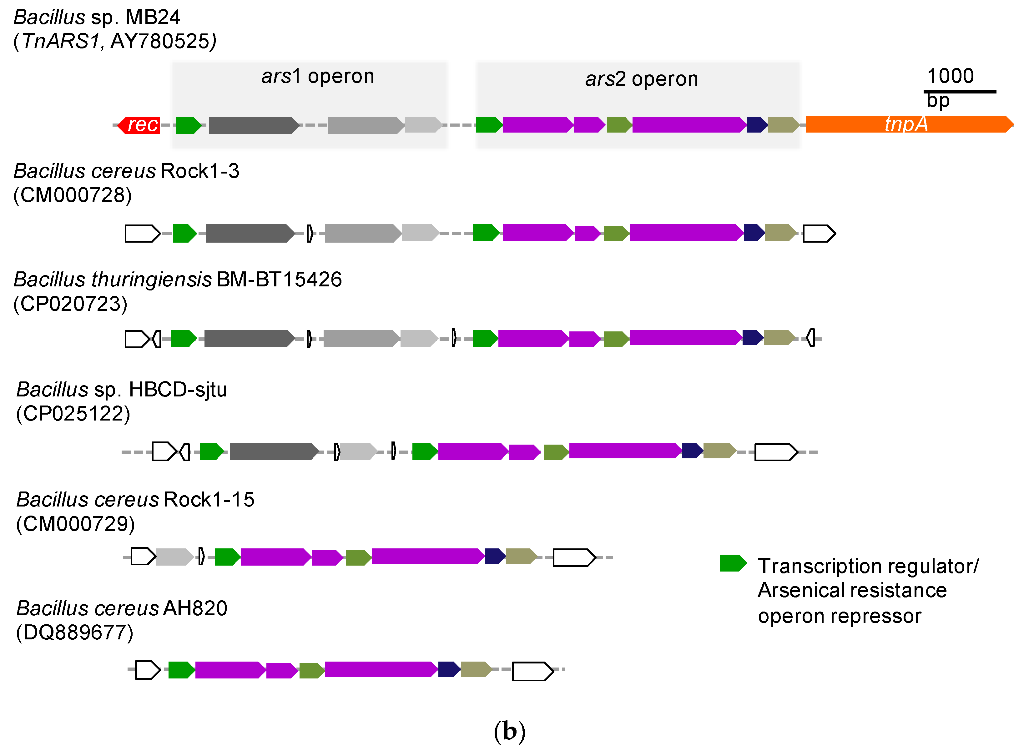 Microorganisms 07 00566 g004b