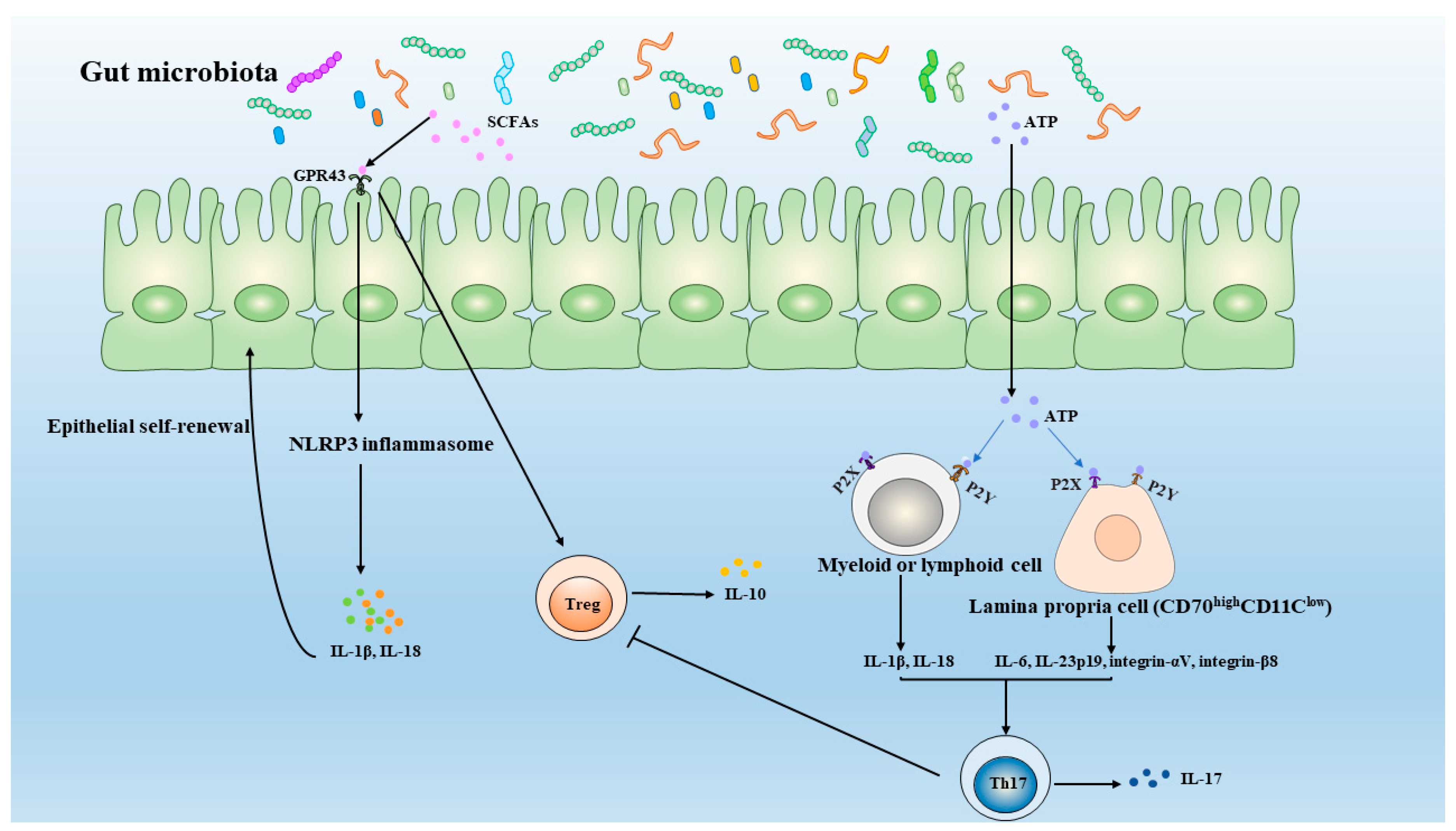 C al баланс. Gut microbiota. Микробиота легких. Строение микробиота. Баланс микробиоты.