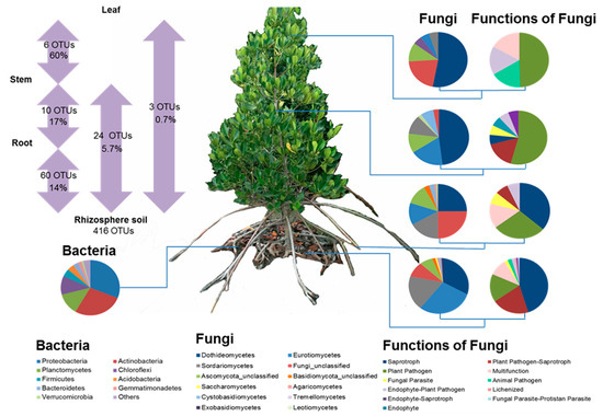 Microorganisms Free Full Text First Insights Into The Microbiome Of A Mangrove Tree Reveal 0154