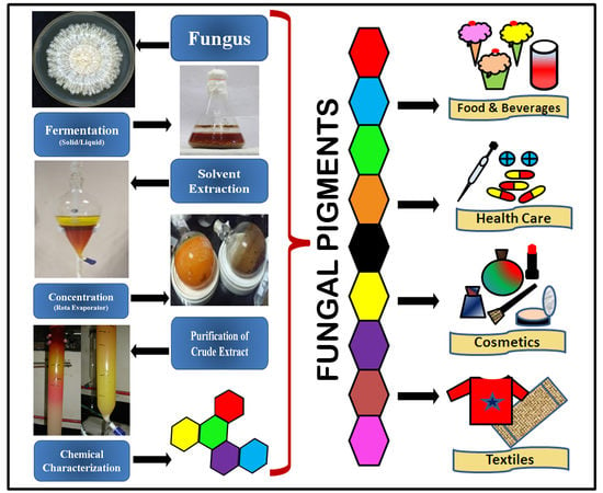 Microorganisms | Free Full-Text | Fungal Pigments And Their Prospects ...