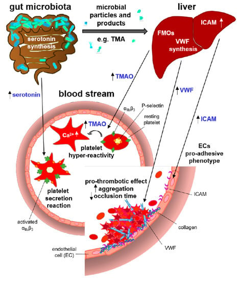 Microorganisms Free Full Text The Gut Microbiota In Cardiovascular Disease And Arterial Thrombosis Html