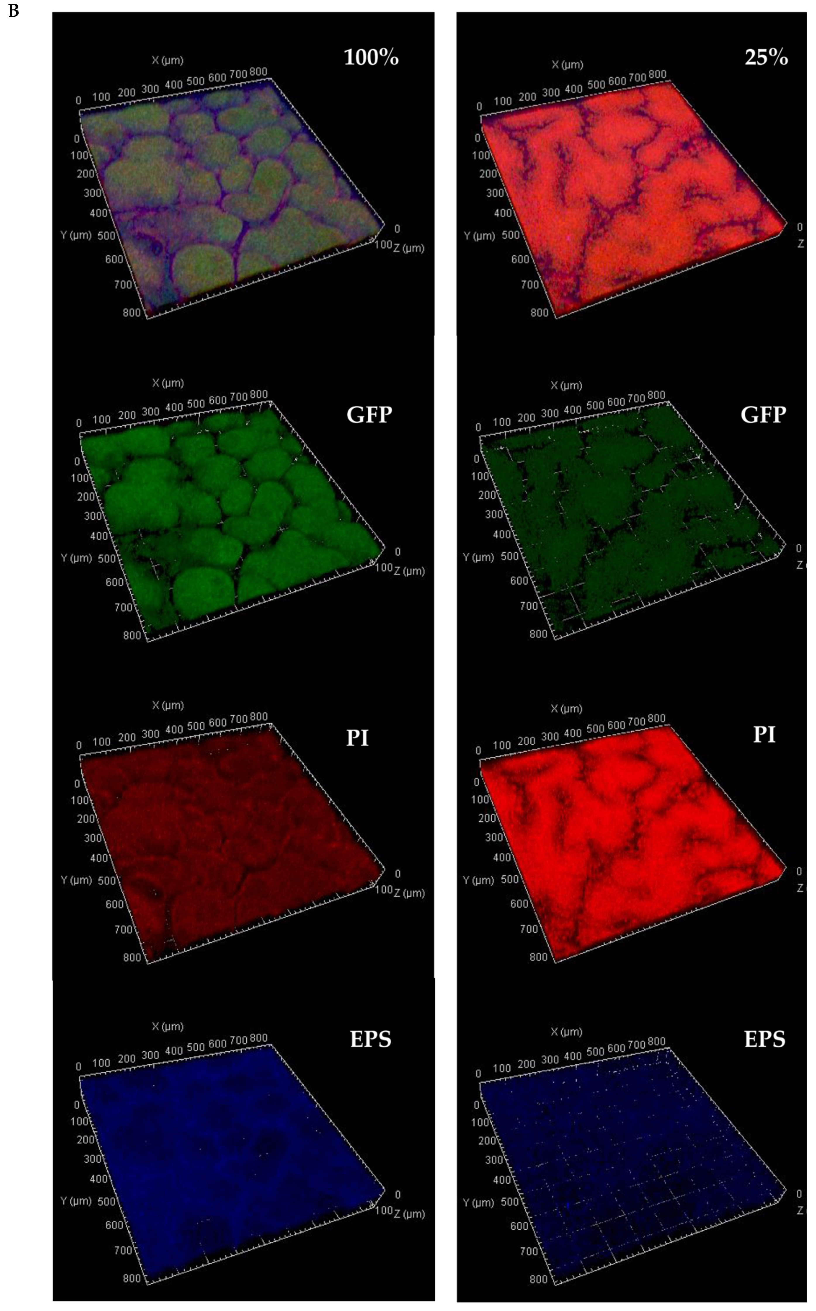 Microorganisms Free Full Text The Adaptive Morphology Of Bacillus Subtilis Biofilms A Defense Mechanism Against Bacterial Starvation Html