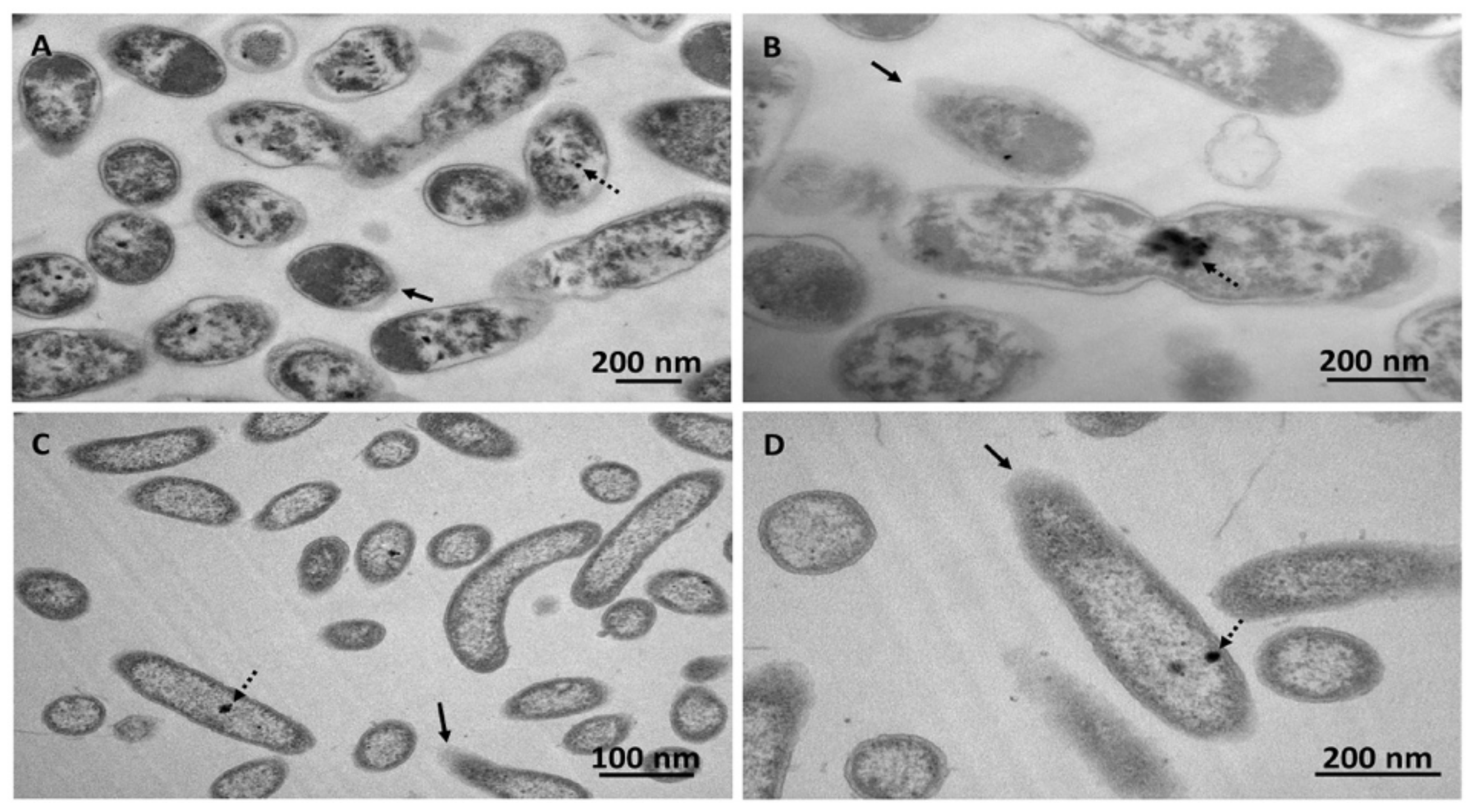 Microorganisms 08 00092 g004