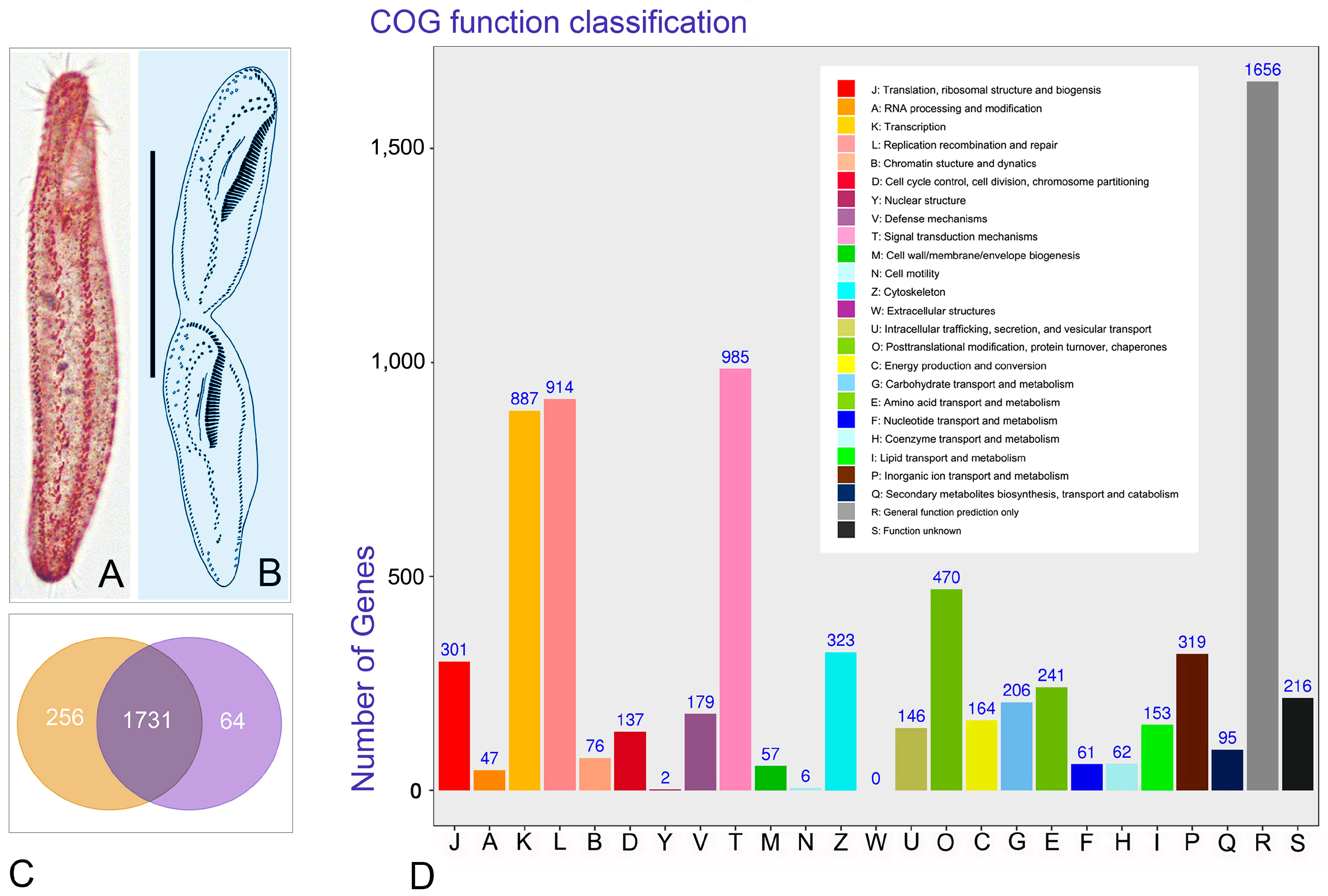 Microorganisms 08 00108 g003 Microorganisms 08 00108 g003