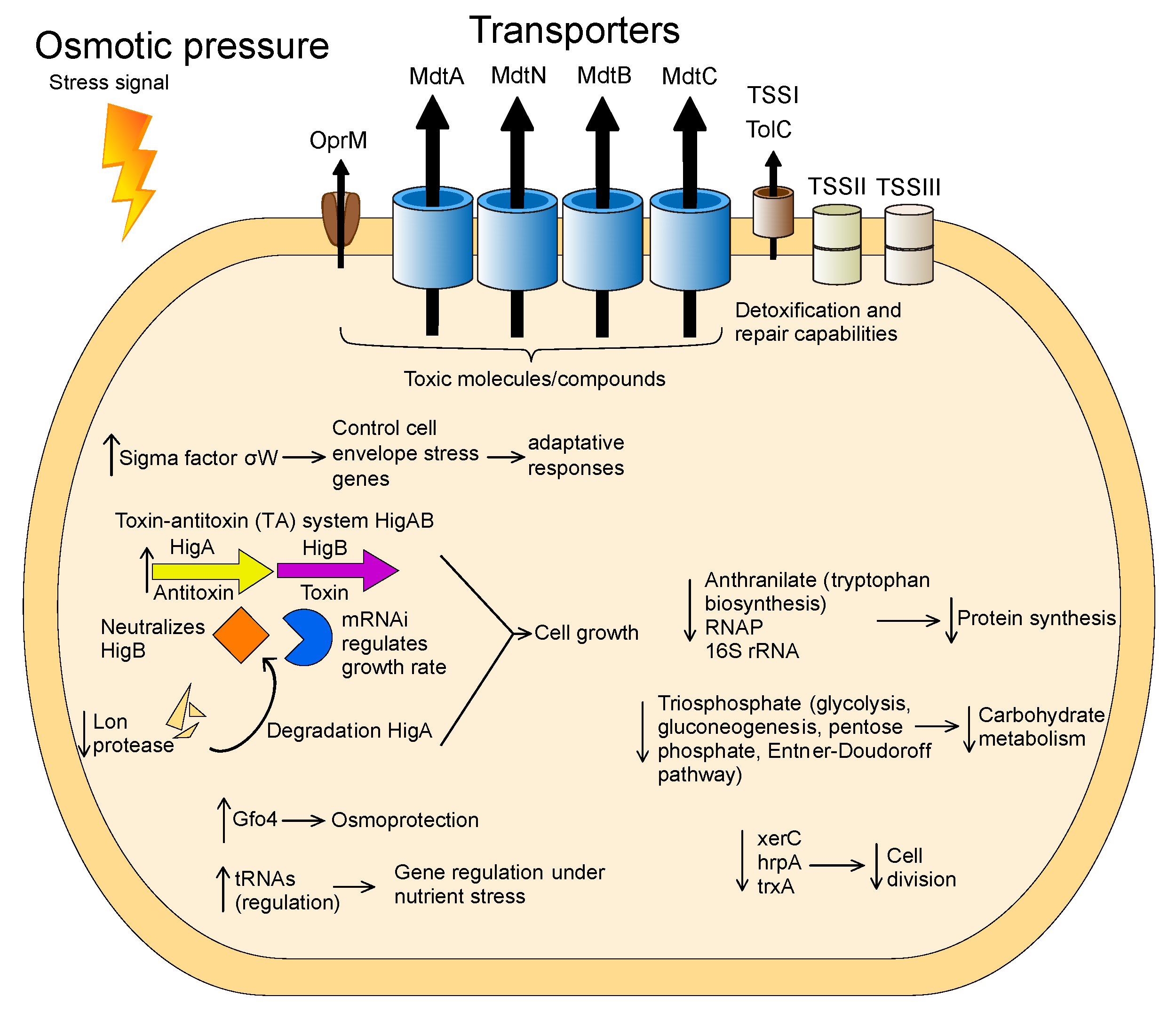 Microorganisms 08 00244 g007 Microorganisms 08 00244 g007