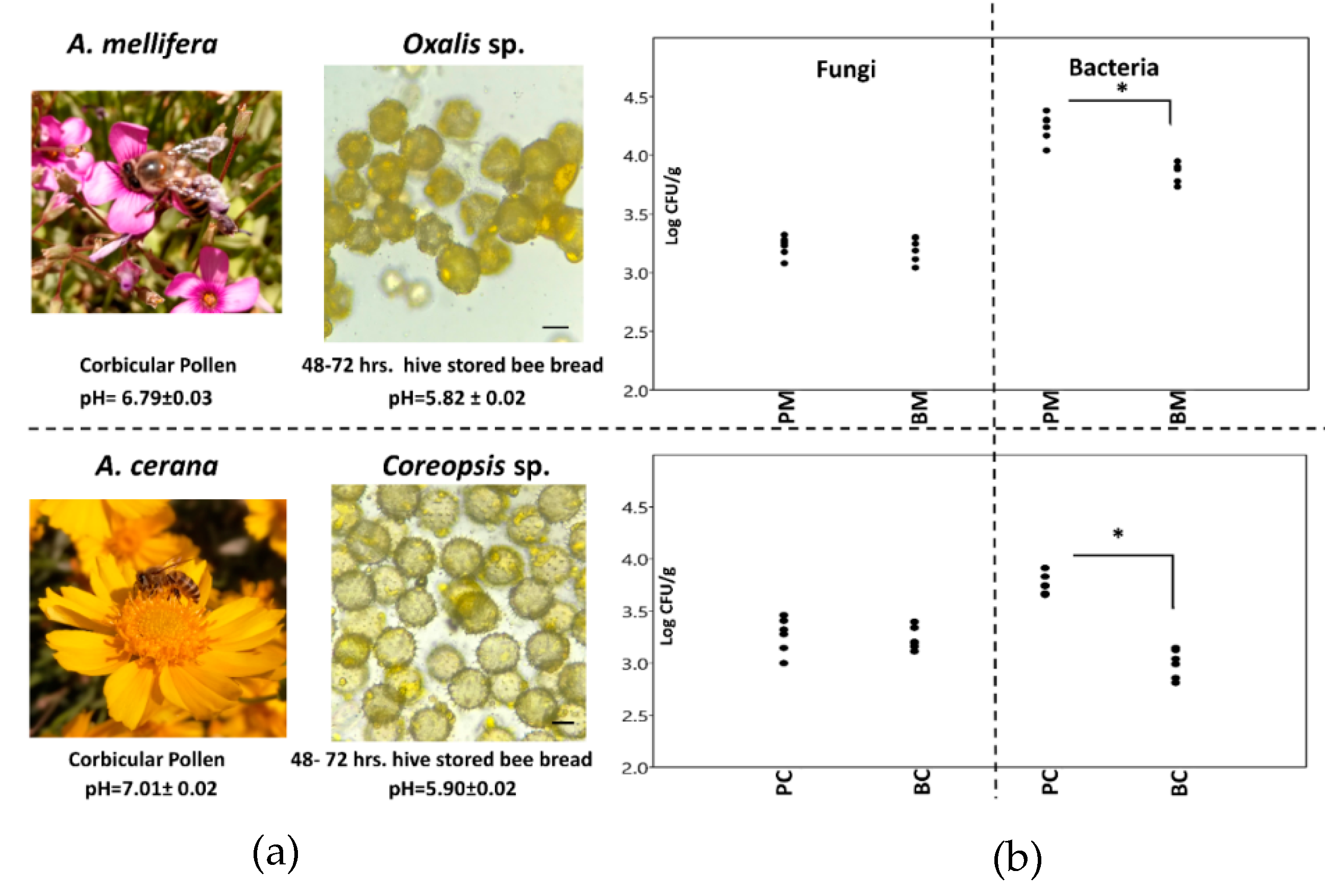 Bacteria Engineered to Protect Bees from Pests and Pathogens - UT News