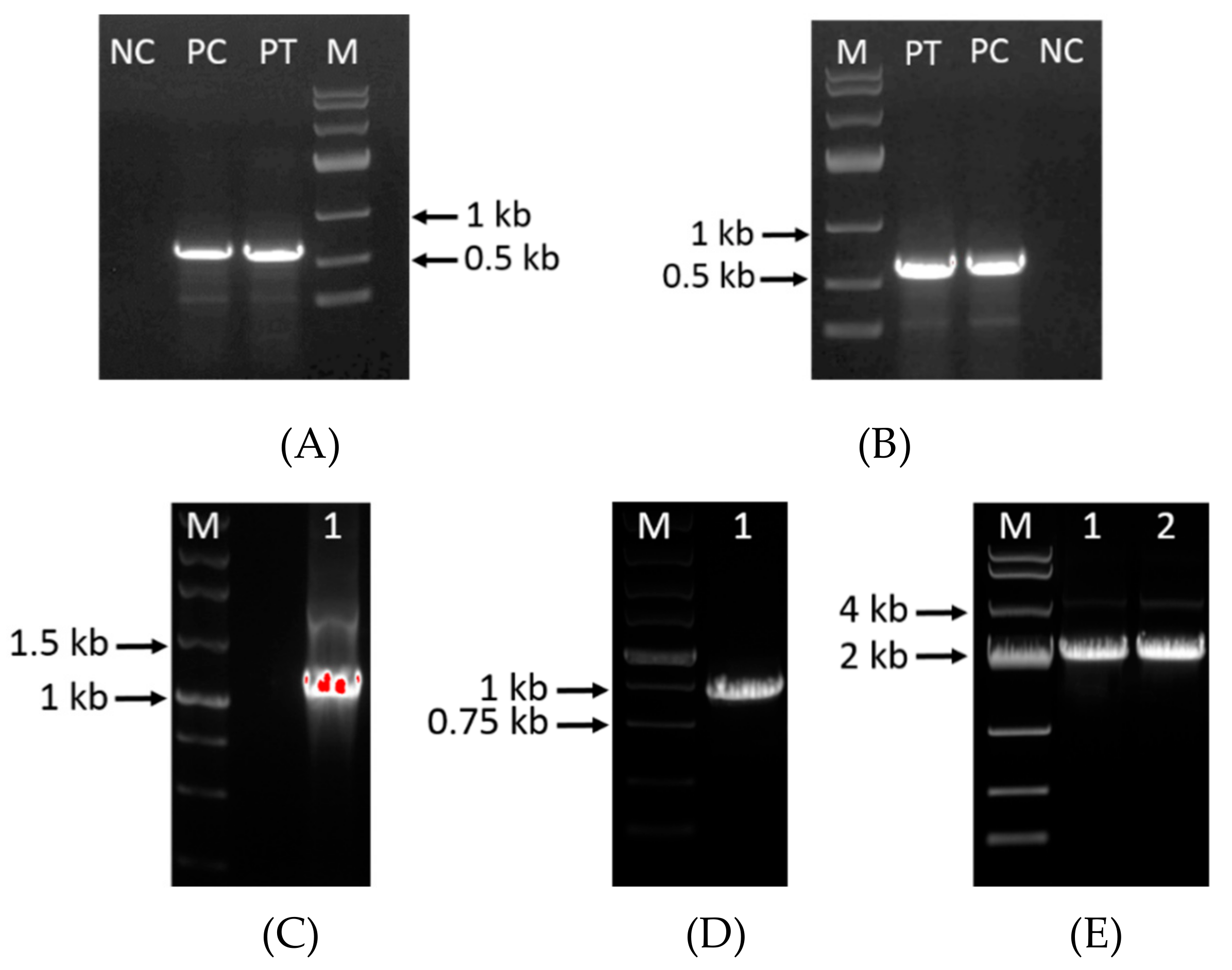 Microorganisms 08 00300 g002