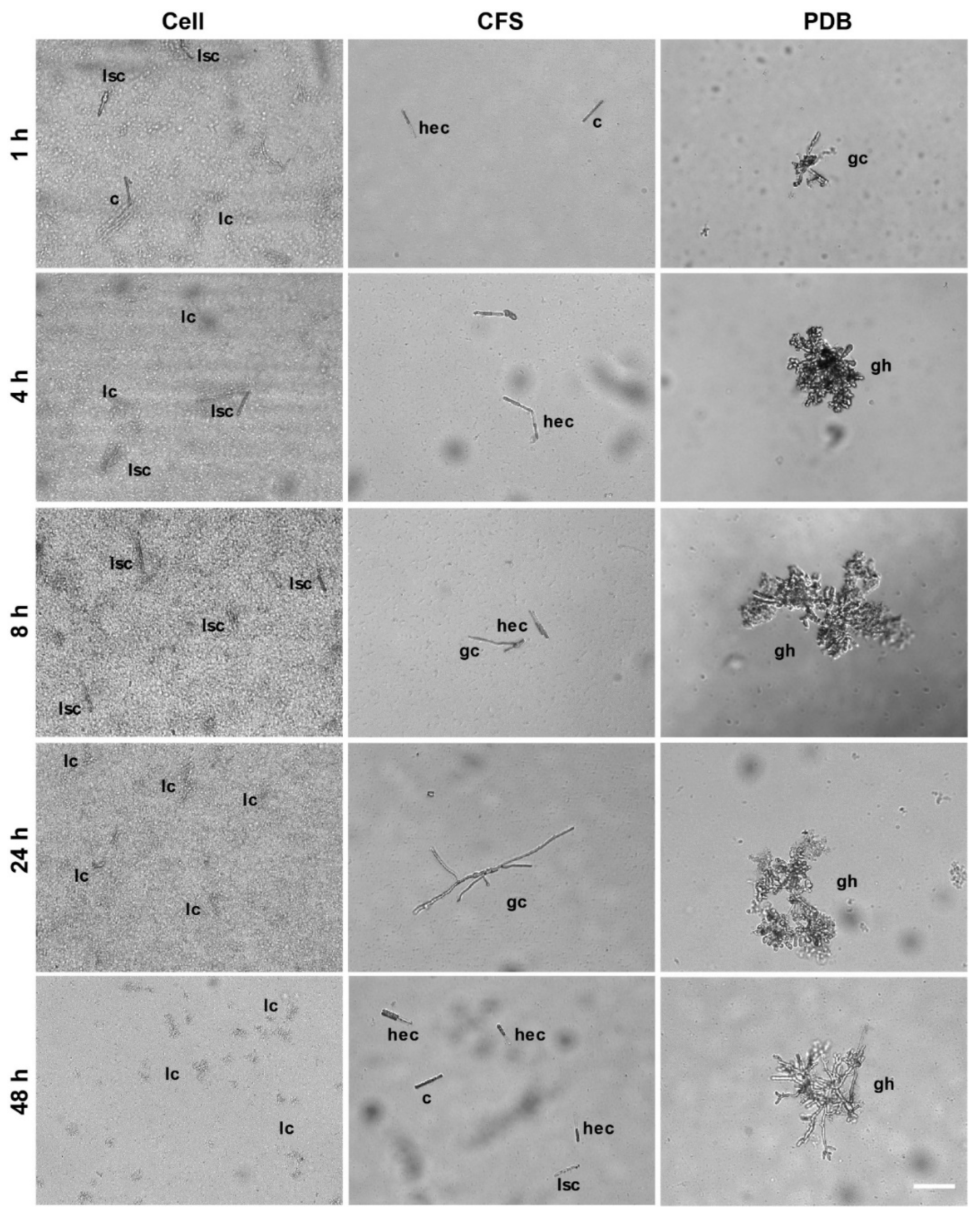 Microorganisms 08 00310 g002 Microorganisms 08 00310 g002