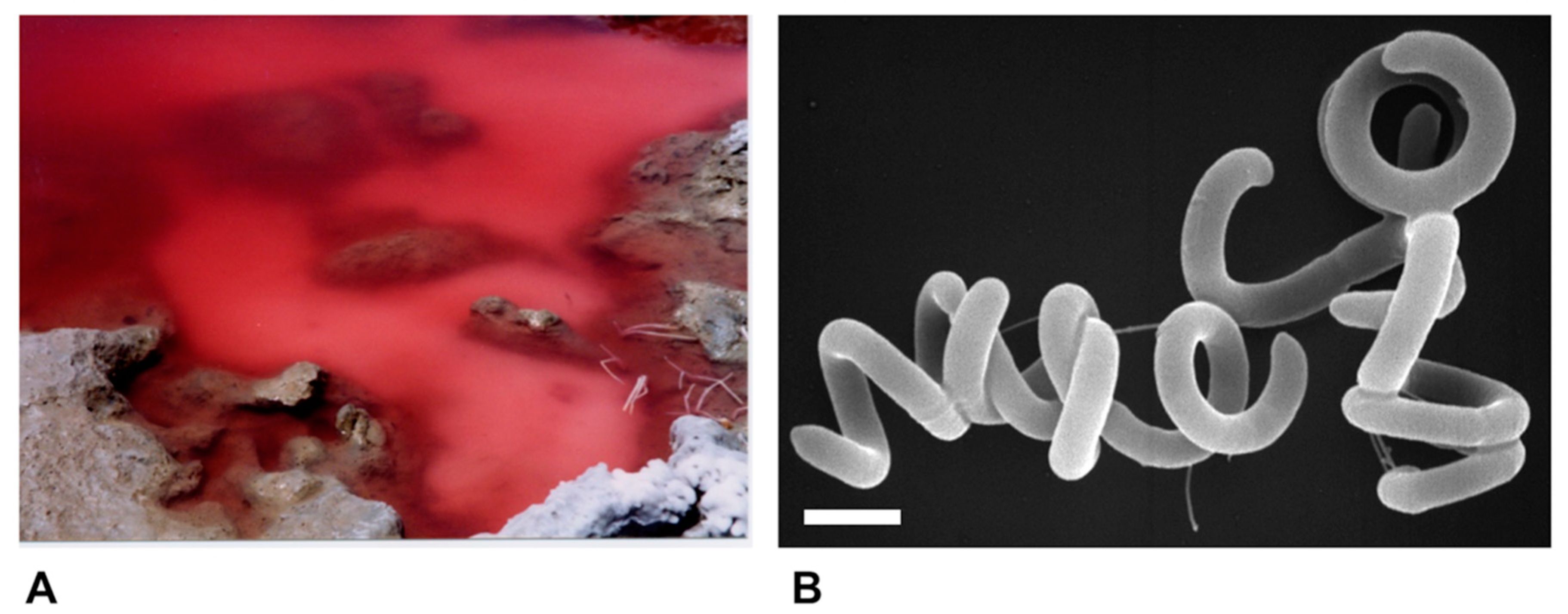Microorganisms 08 00313 g002