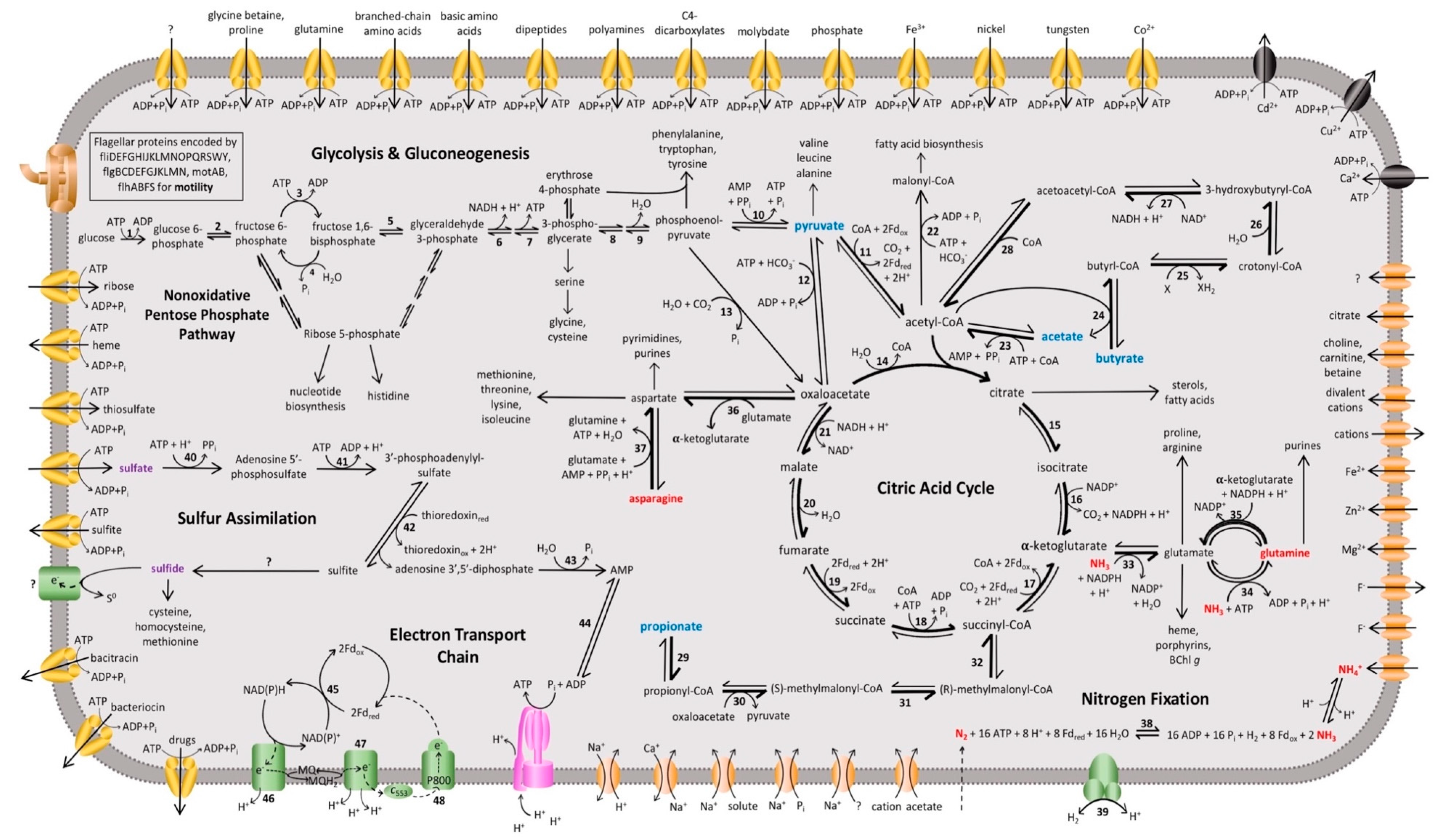 Microorganisms 08 00313 g003