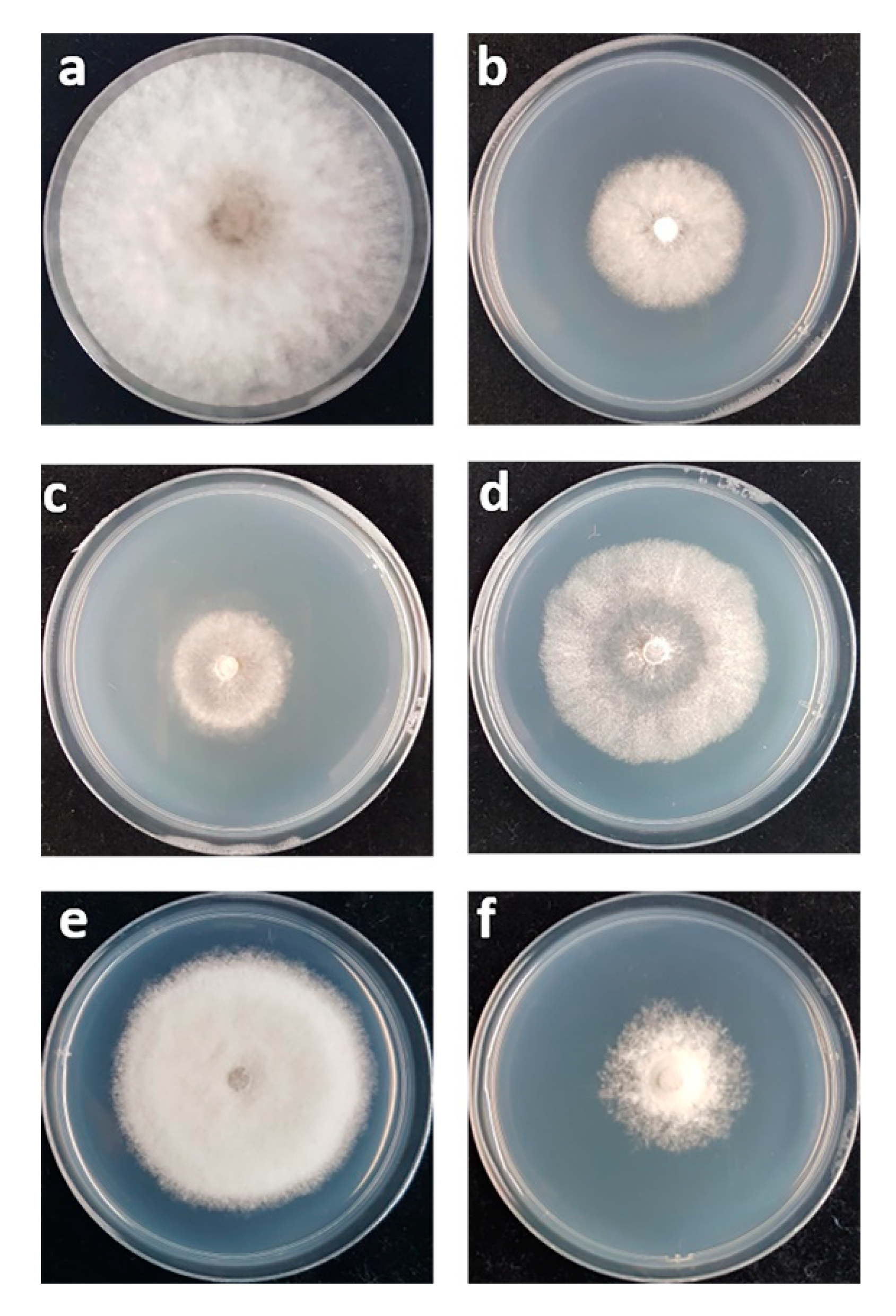 Microorganisms Free Full Text Biological Control Of Fruit Rot And Anthracnose Of Postharvest Mango By Antagonistic Yeasts From Economic Crops Leaves Html