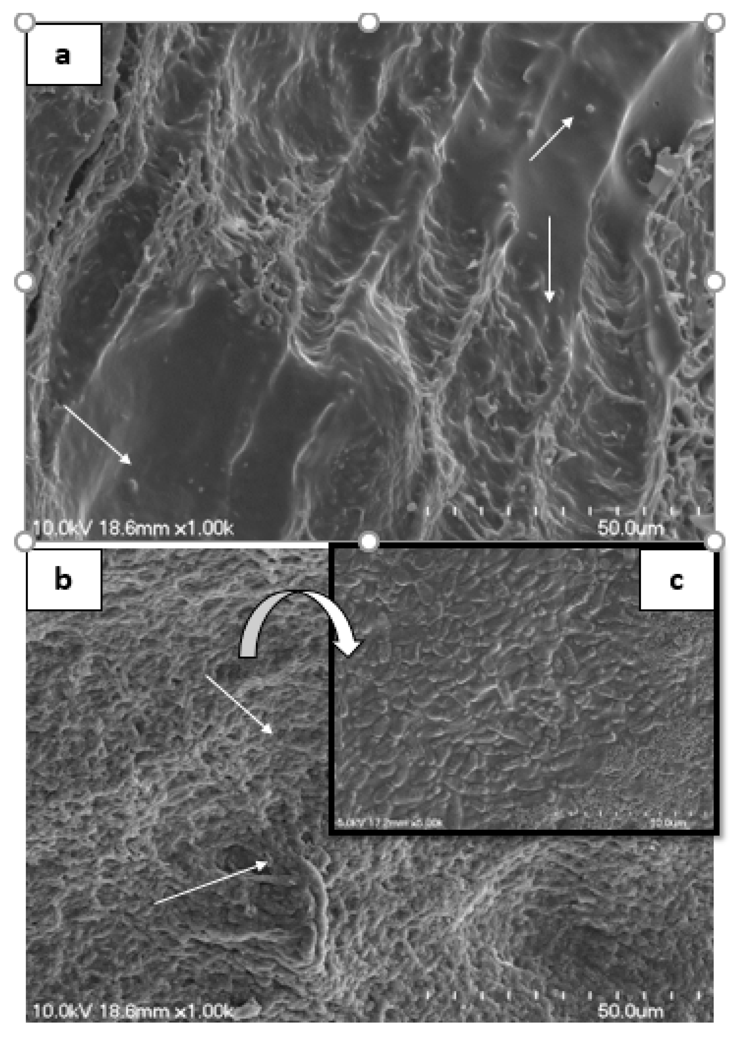 Microorganisms  Free Full-Text  In Vitro Probiotic Potential and 