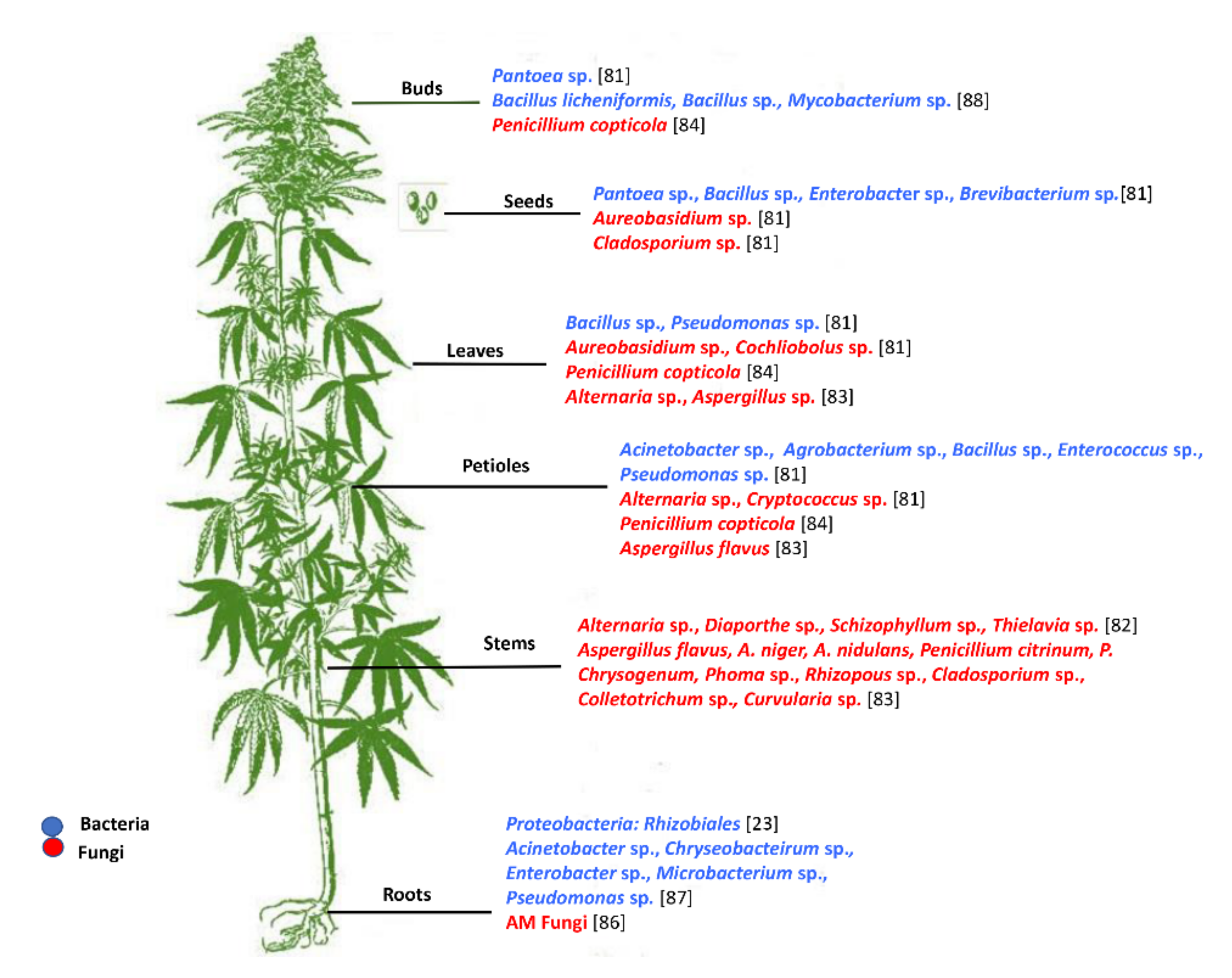 Microorganisms Free Full Text Cannabis Microbiome And The Role Of Endophytes In Modulating The Production Of Secondary Metabolites An Overview Html