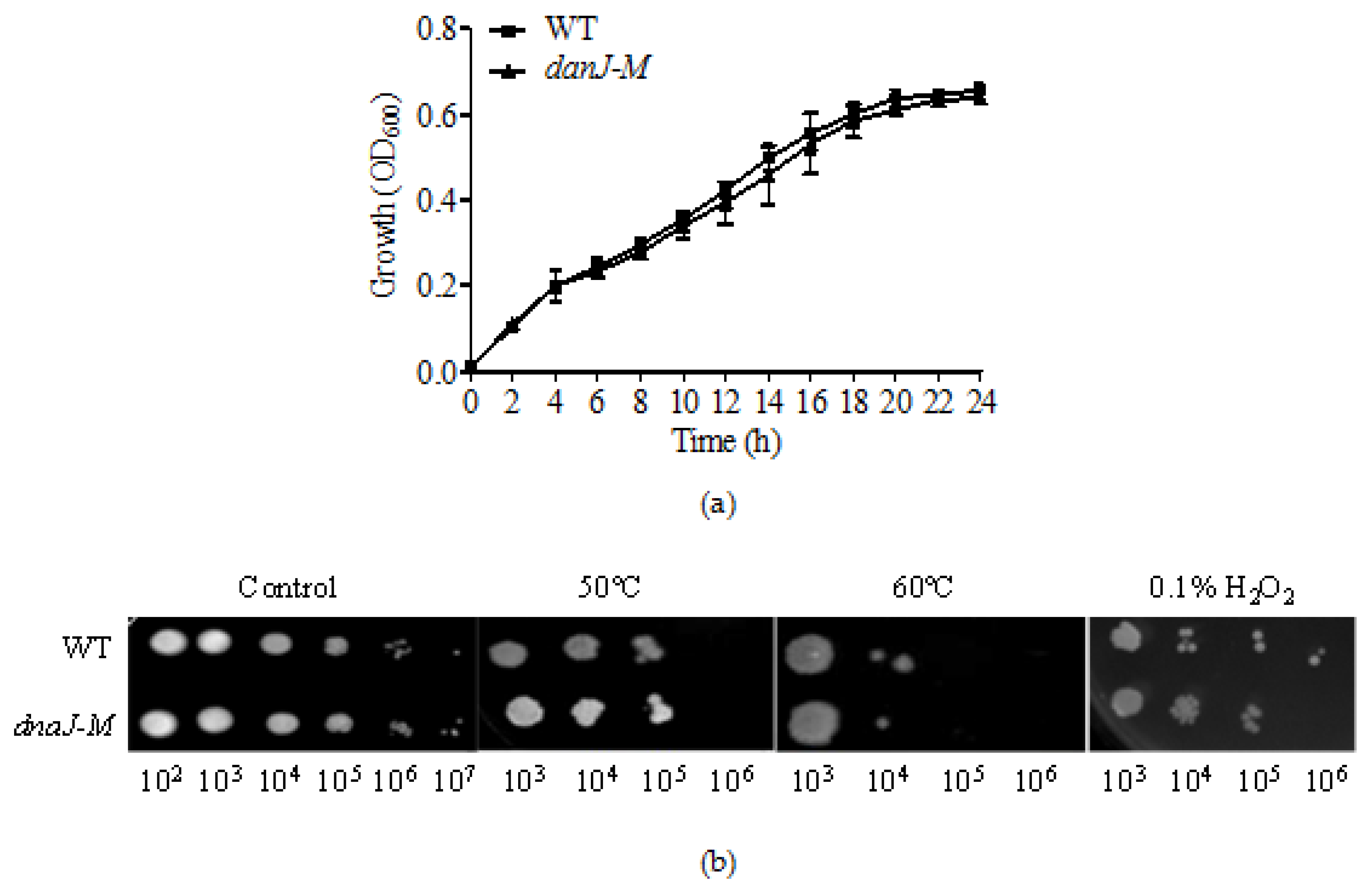 Microorganisms Free Full Text Heat Shock Protein Dnaj In Pseudomonas Aeruginosa Affects Biofilm Formation Via Pyocyanin Production Html