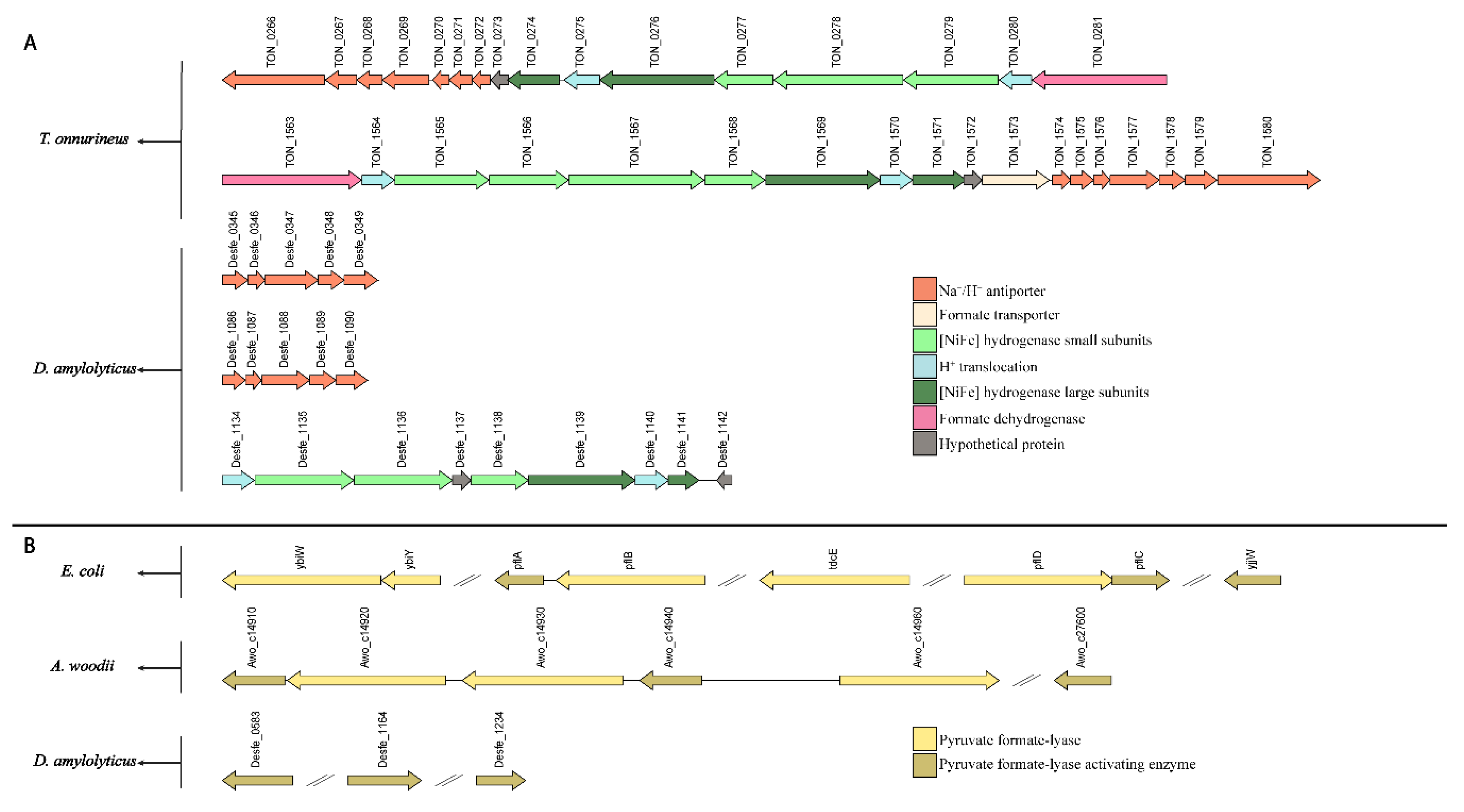 Microorganisms 08 00454 g005