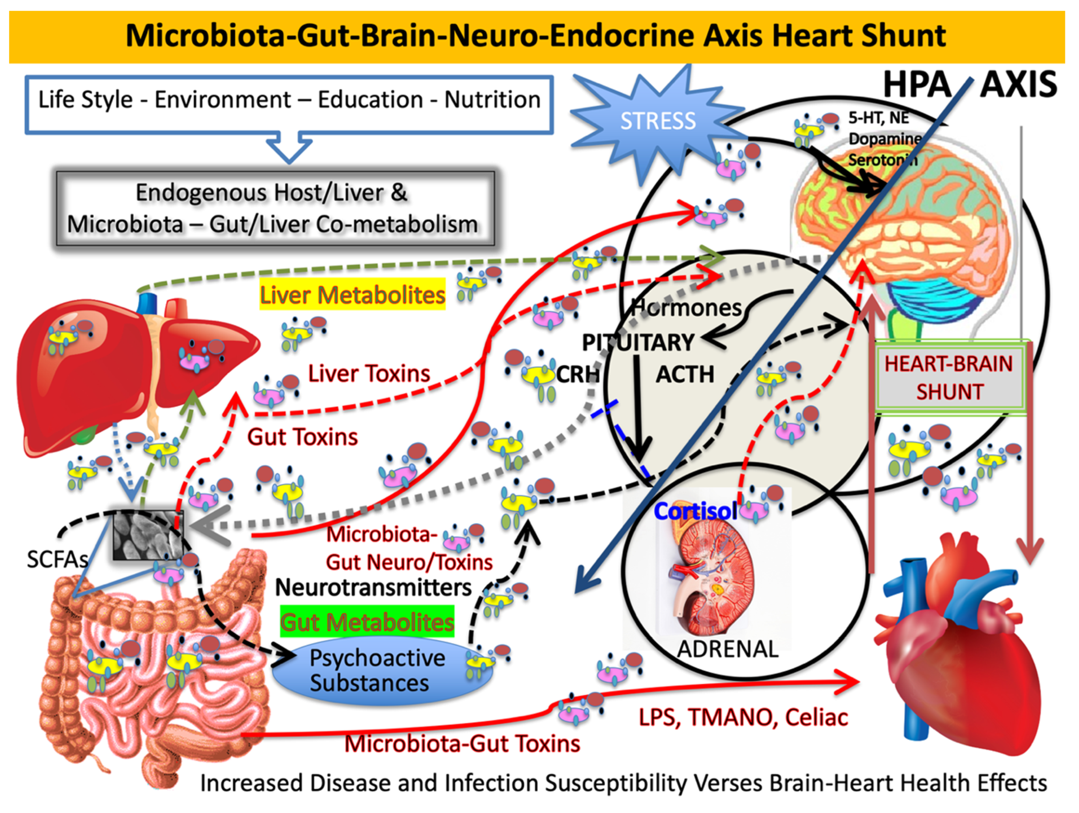 Microorganisms | Free Full-Text | The Microbiota–Gut–Brain Axis–Heart Shunt  Part II: Prosaic Foods and the Brain–Heart Connection in Alzheimer Disease  | HTML
