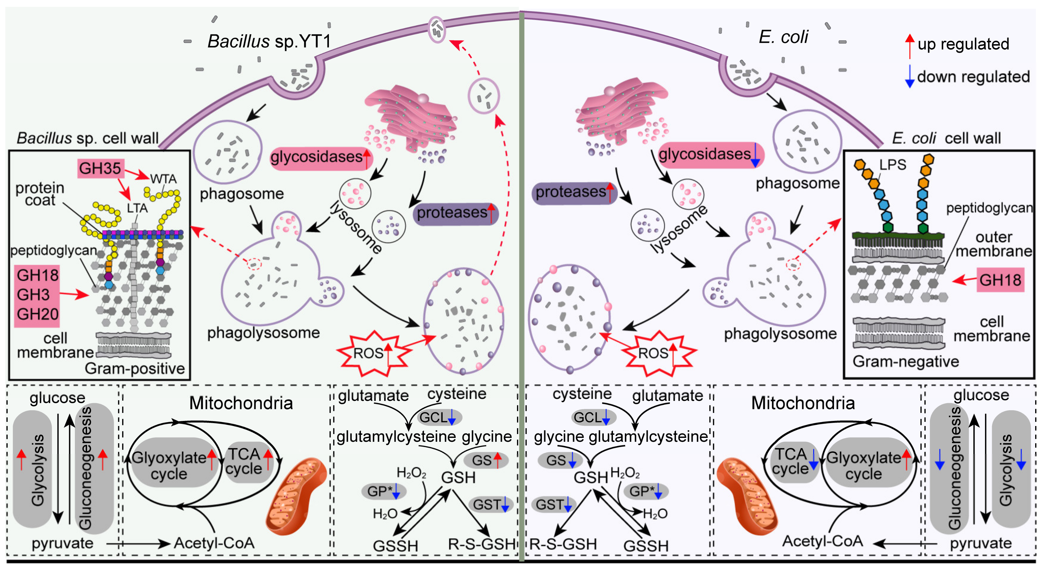 Microorganisms 08 00559 g007 Microorganisms 08 00559 g007